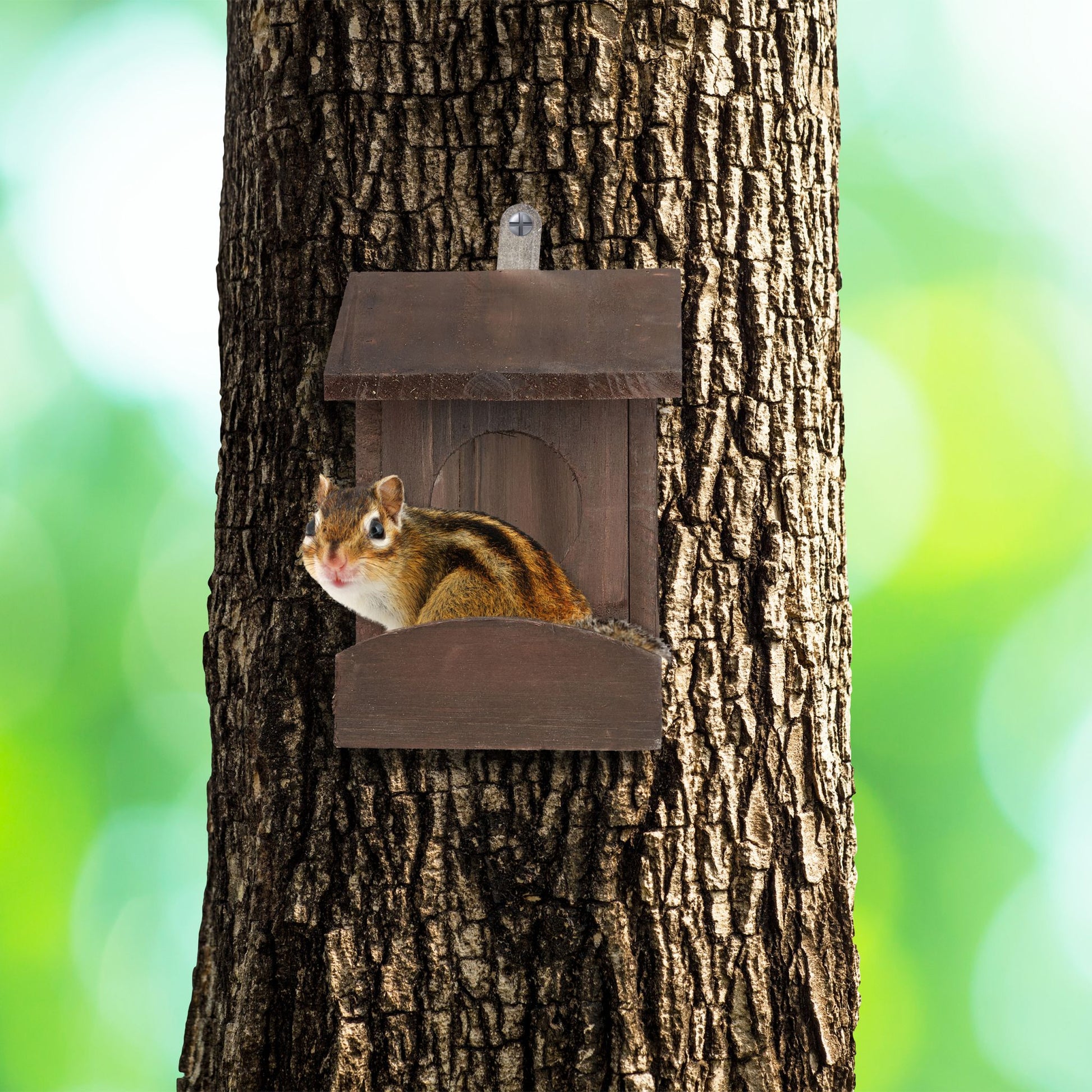 Eichhörnchen Futterhaus zum Hängen Dunkelgrün von Relaxdays