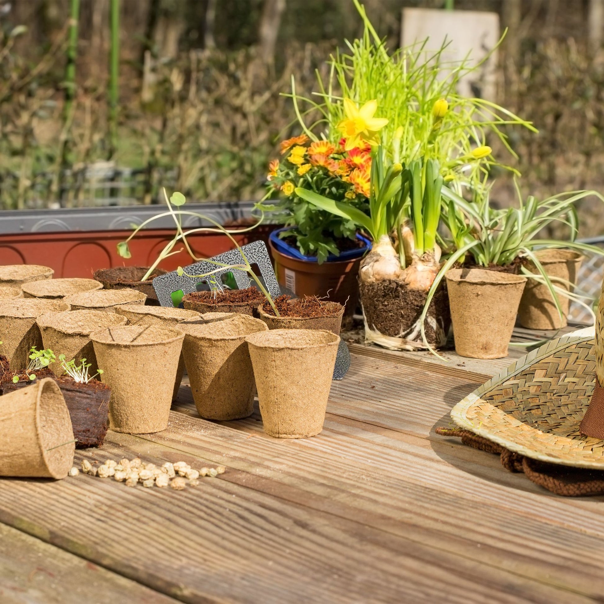 Abbaubare Anzuchttöpfe 80er-Set Beige von Relaxdays