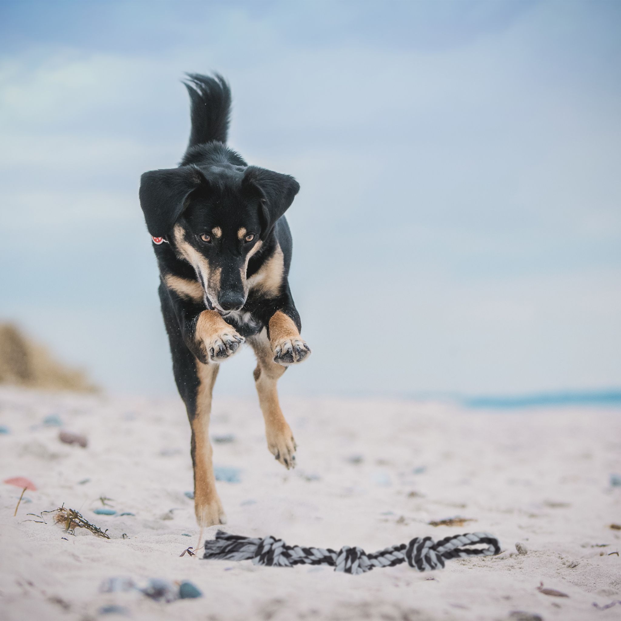 Hundespielzeug Seil 2er-Set Schwarz-Grau von Relaxdays