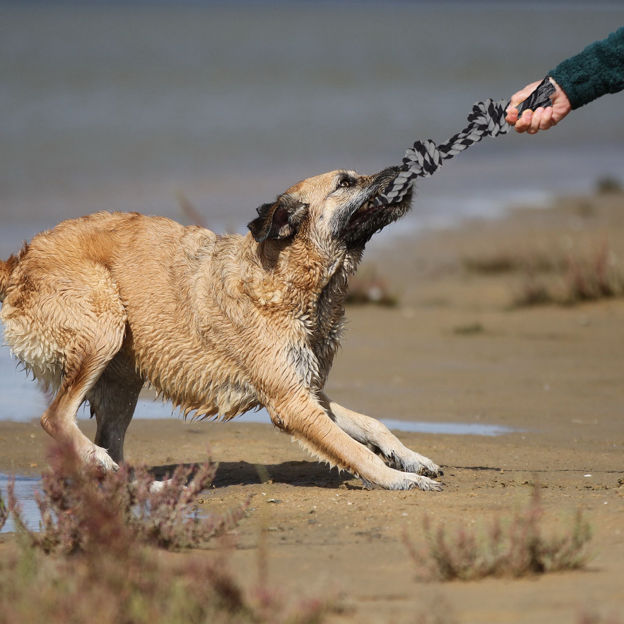 Hundespielzeug Seil 2er-Set Schwarz-Grau von Relaxdays