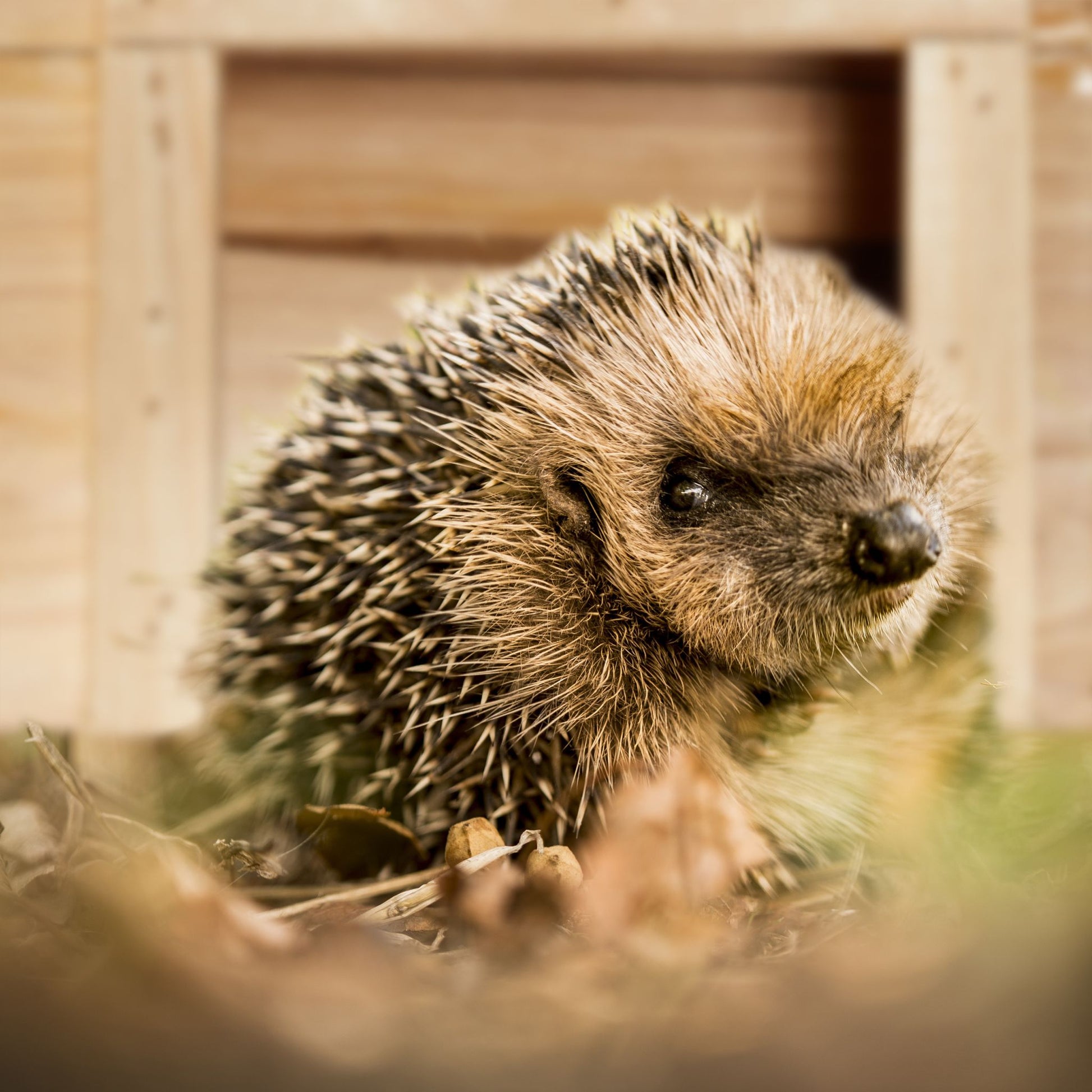 Igelhaus Holz Braun-Hellbraun von Relaxdays