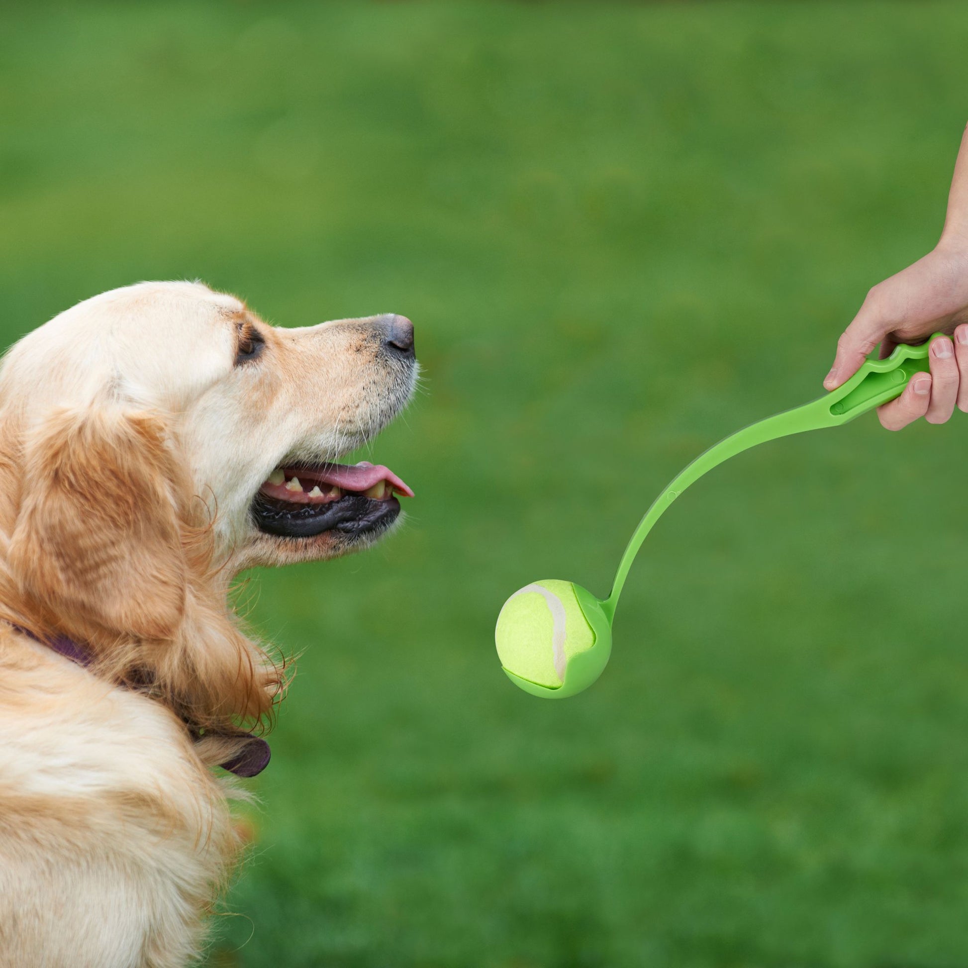 Ballschleuder für Hunde 2er-Set Blau-Grün von Relaxdays
