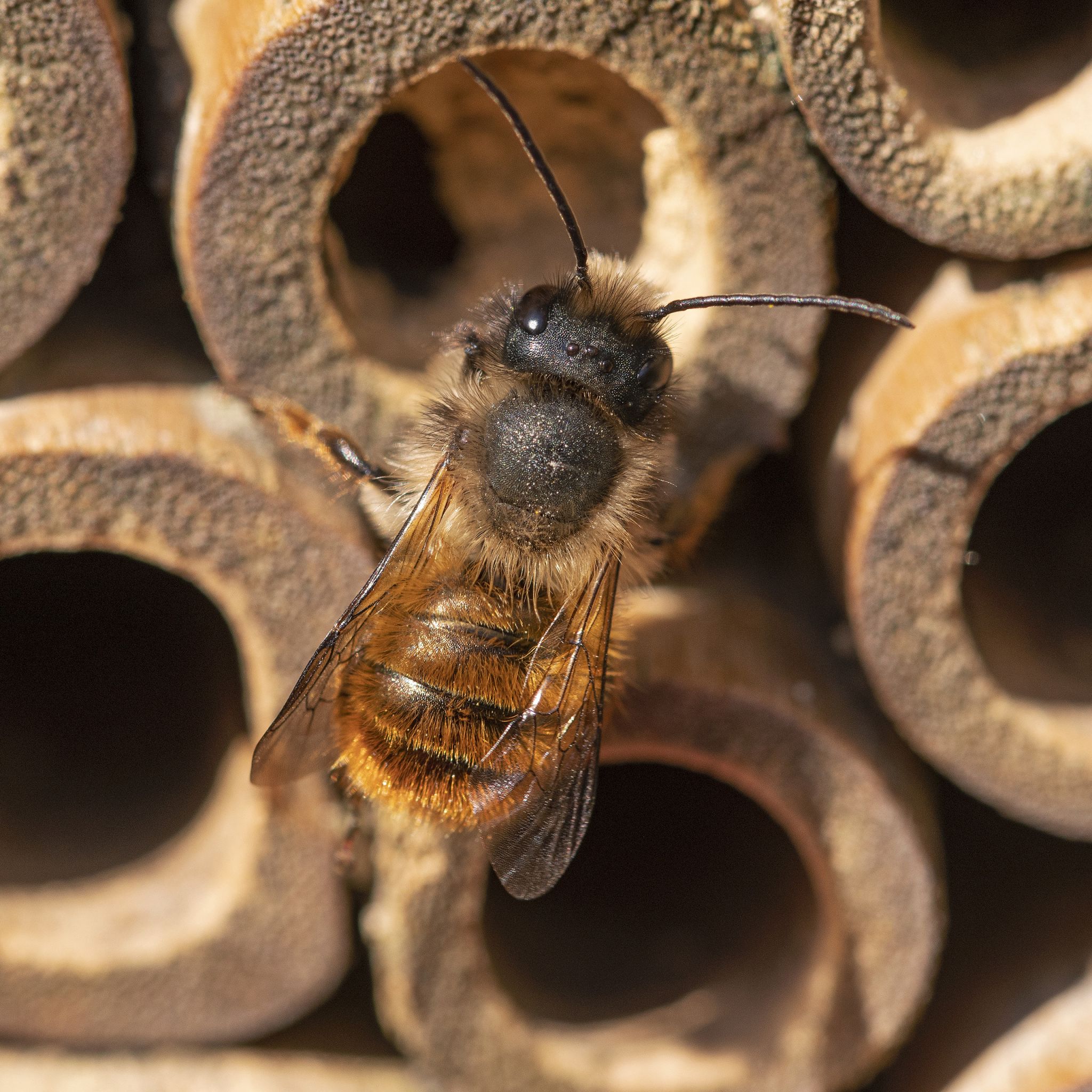 Insektenhotel Bienen Grün-Hellbraun von Relaxdays