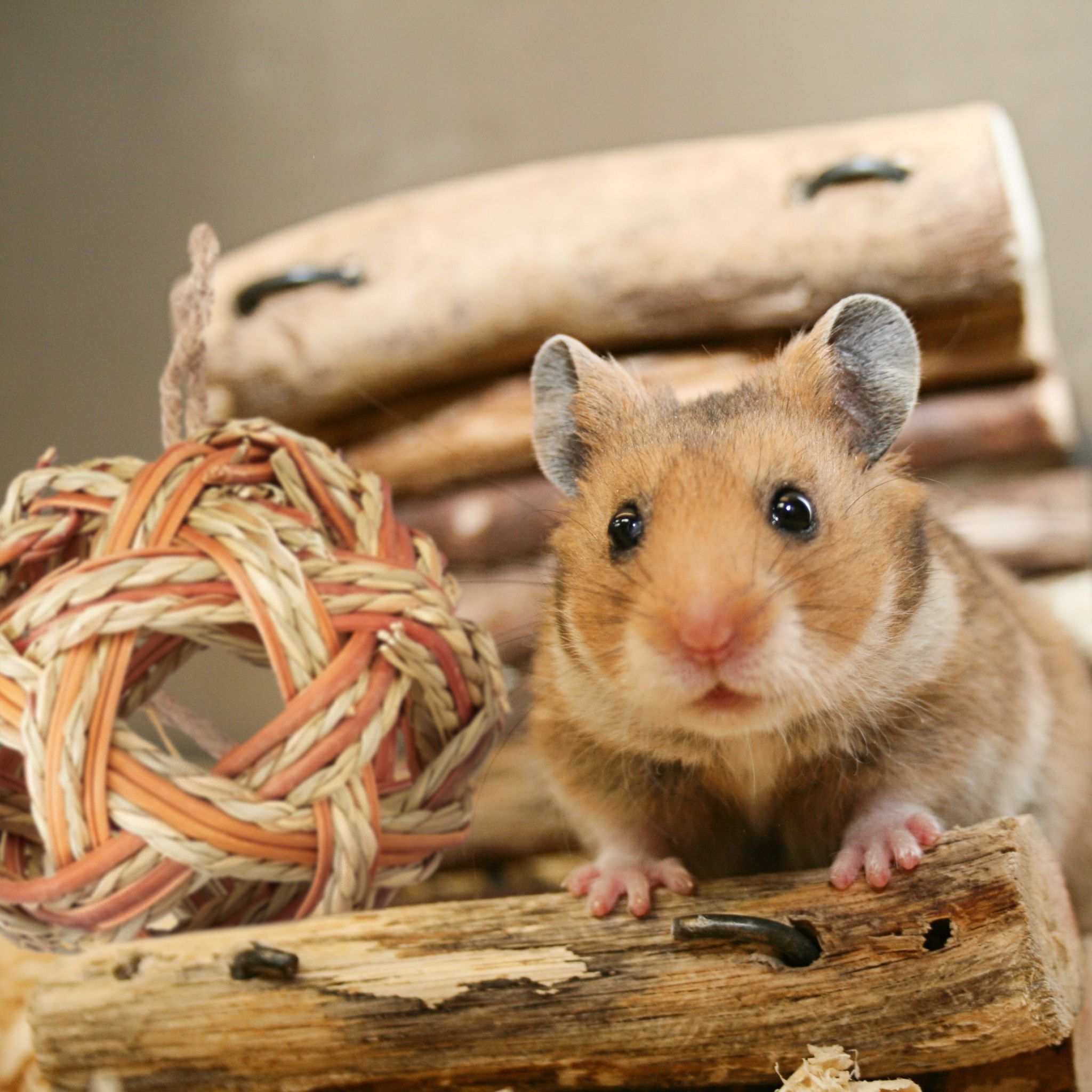 Hamster Zubehör Set 5 tlg. Hellbraun von Relaxdays