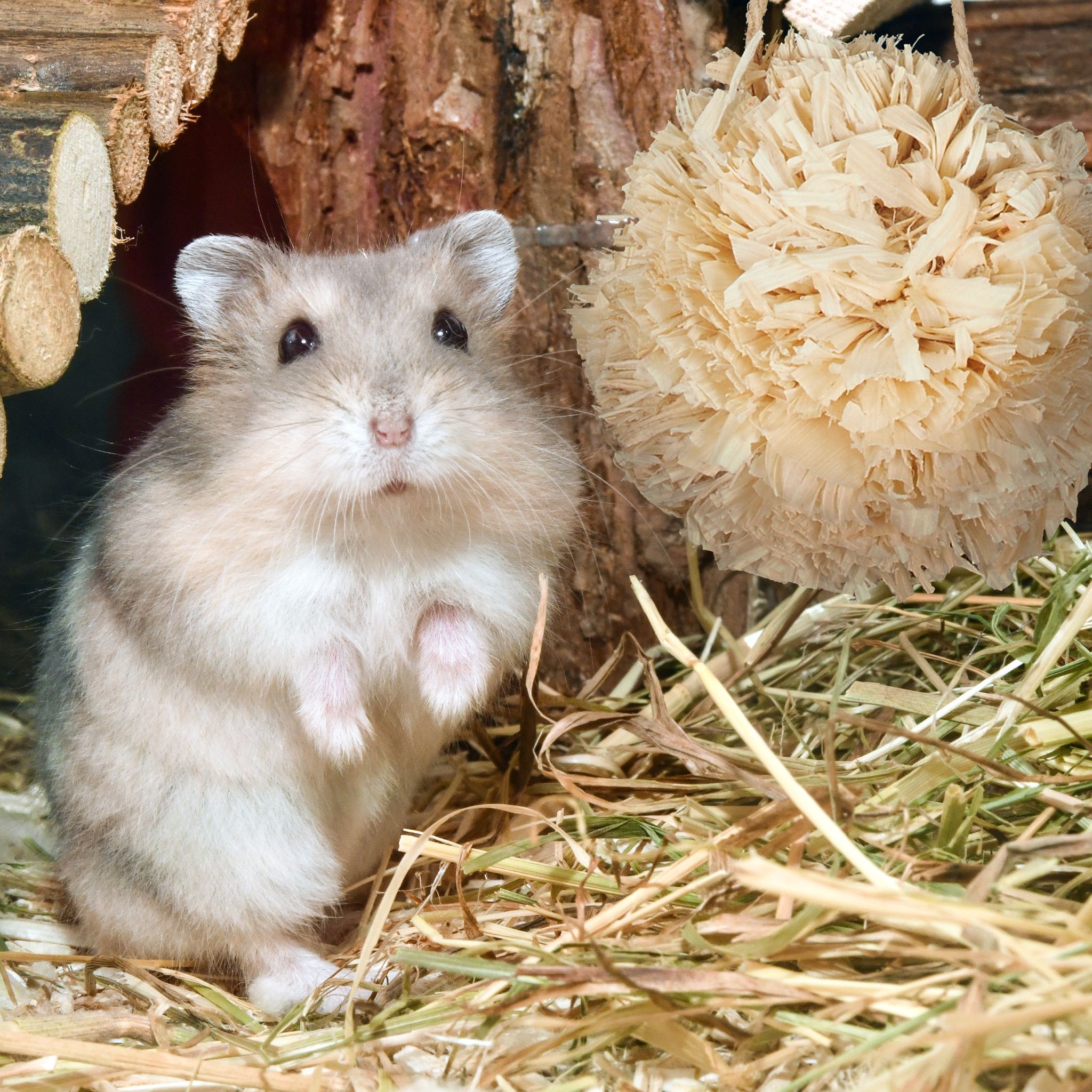 Hamster Zubehör Set 5 tlg. Hellbraun von Relaxdays