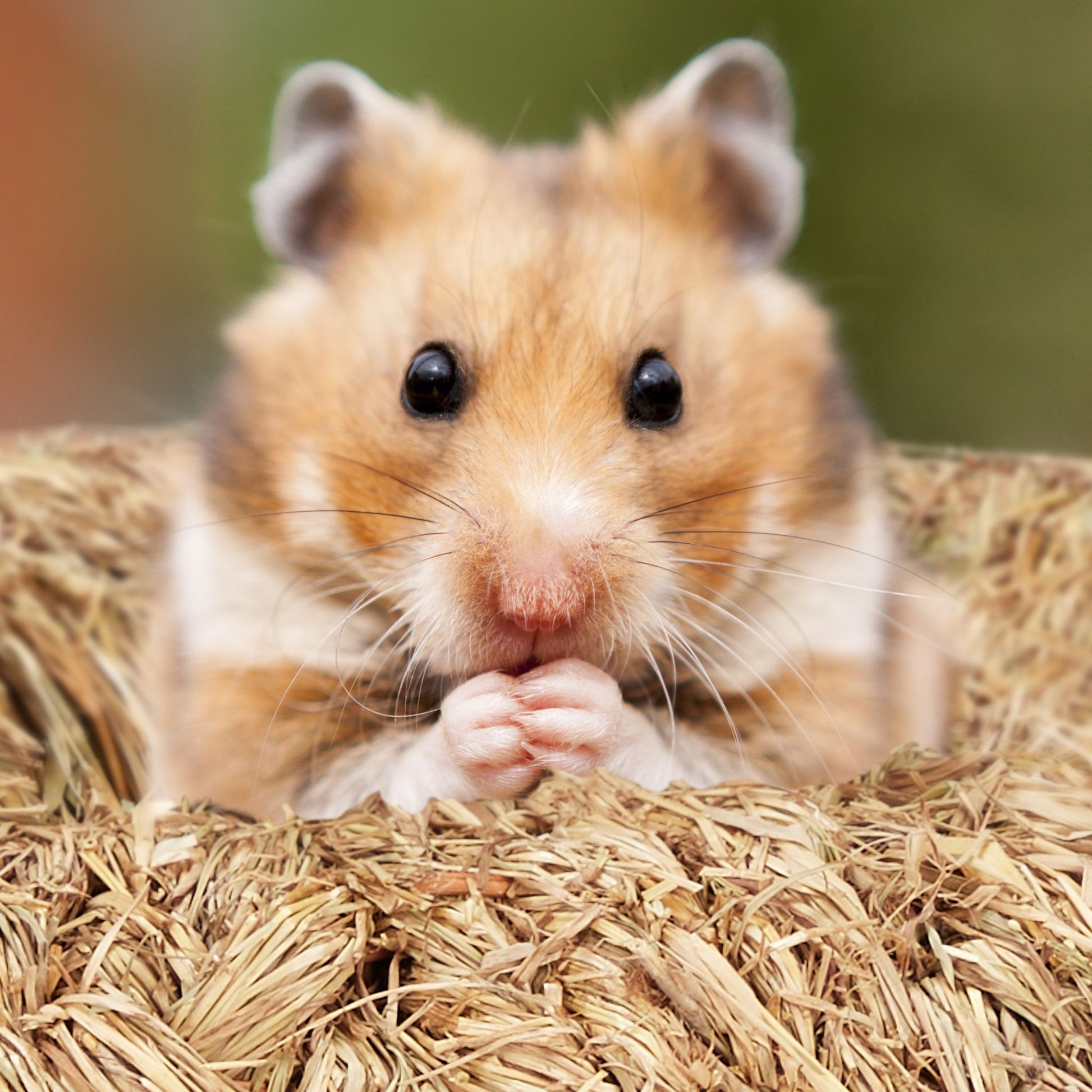 Hamster Zubehör Set 5 tlg. Hellbraun von Relaxdays