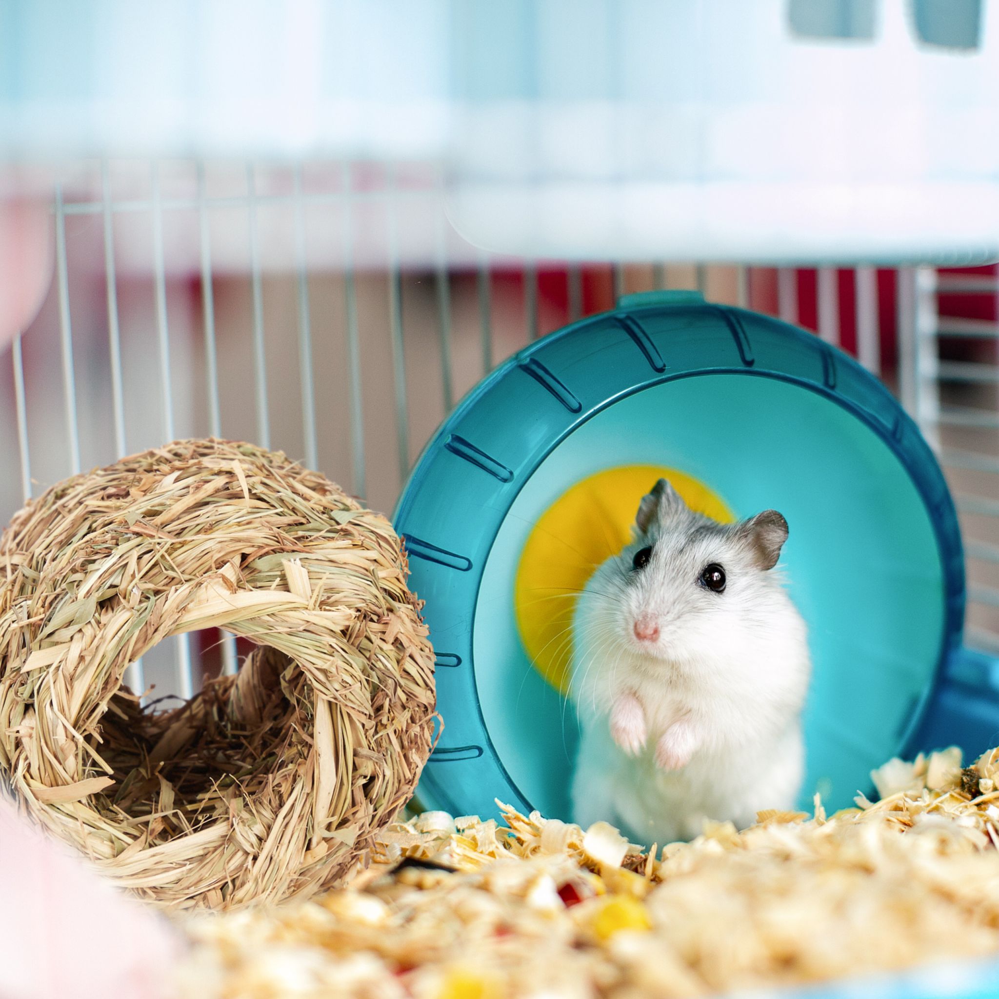 Hamster Zubehör Set 5 tlg. Hellbraun von Relaxdays
