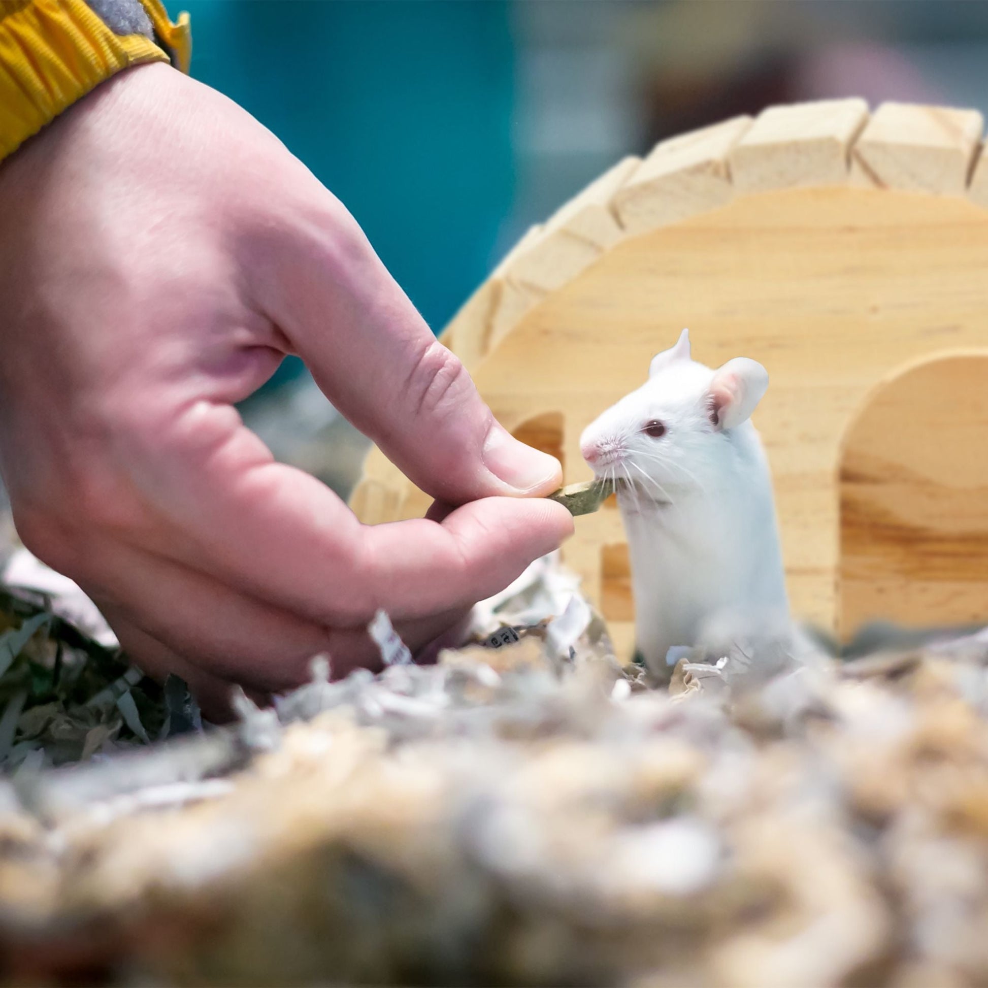 Hamsterhaus Holz Hellbraun von Relaxdays