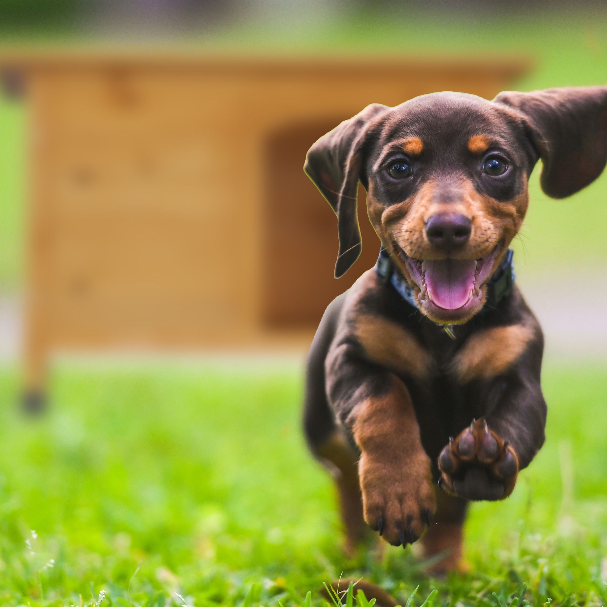 Aufklappbare Hundehütte Holz Hellbraun-Schwarz von Relaxdays