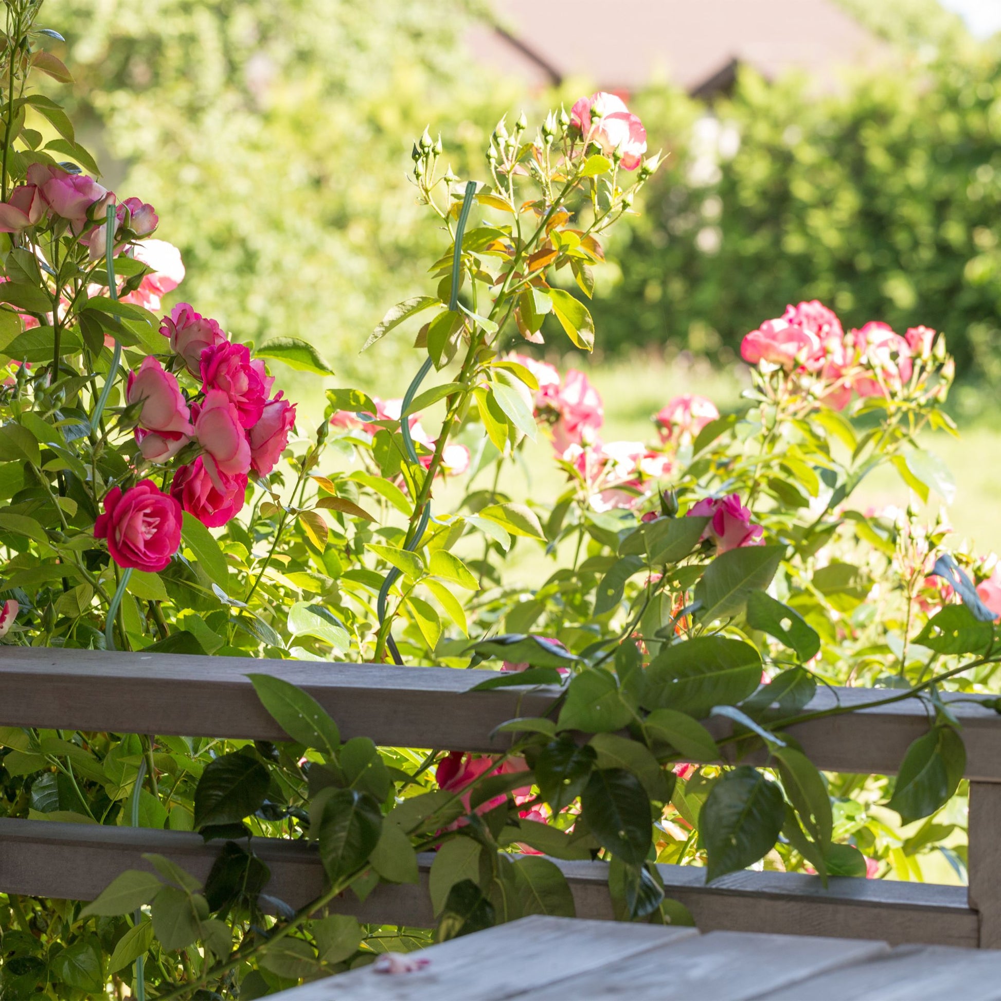 Spiralstab für Tomaten 20er-Set Dunkelgrün von Relaxdays