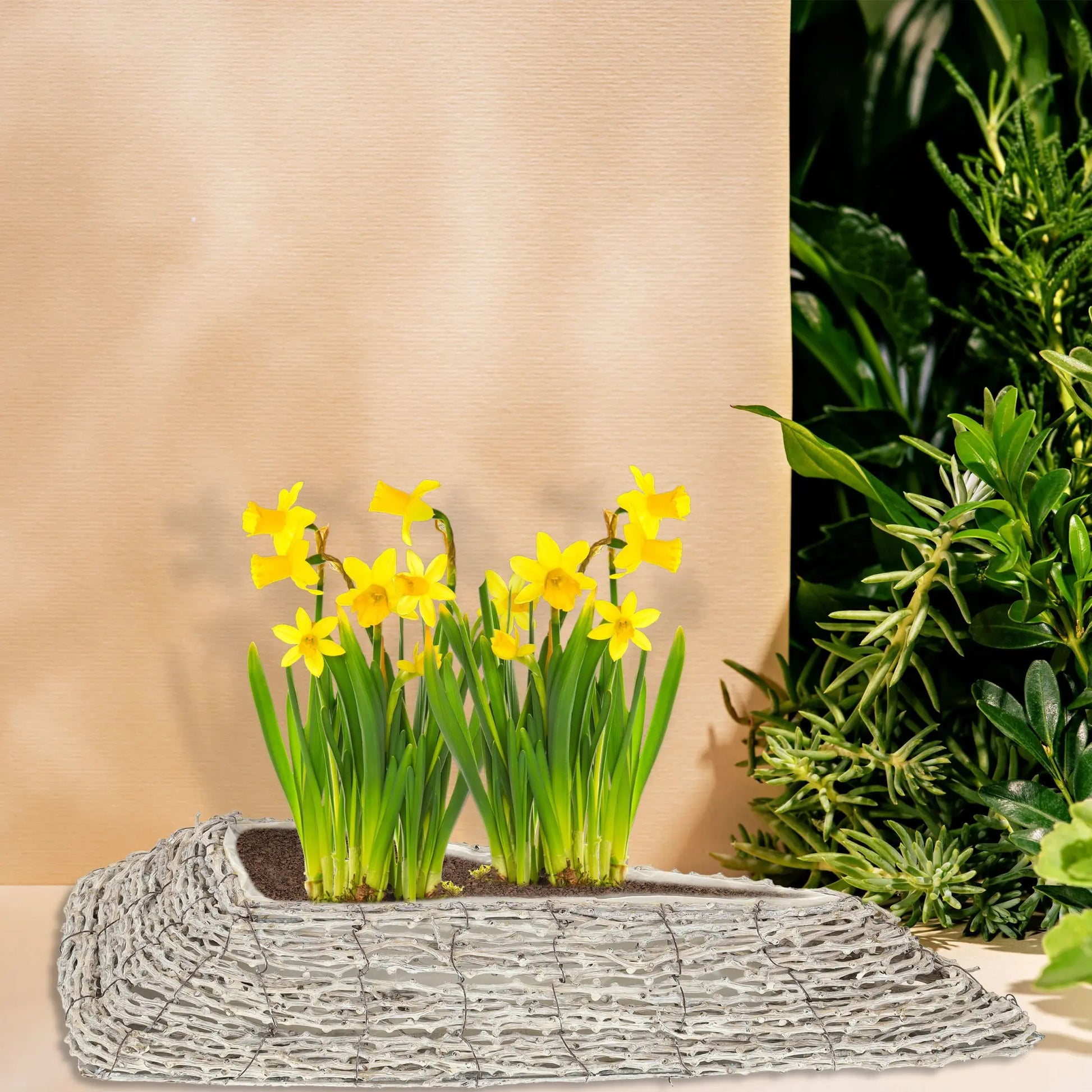 Dreieckiger Blumentopf 2er-Set Weiss-Hellbraun von Relaxdays