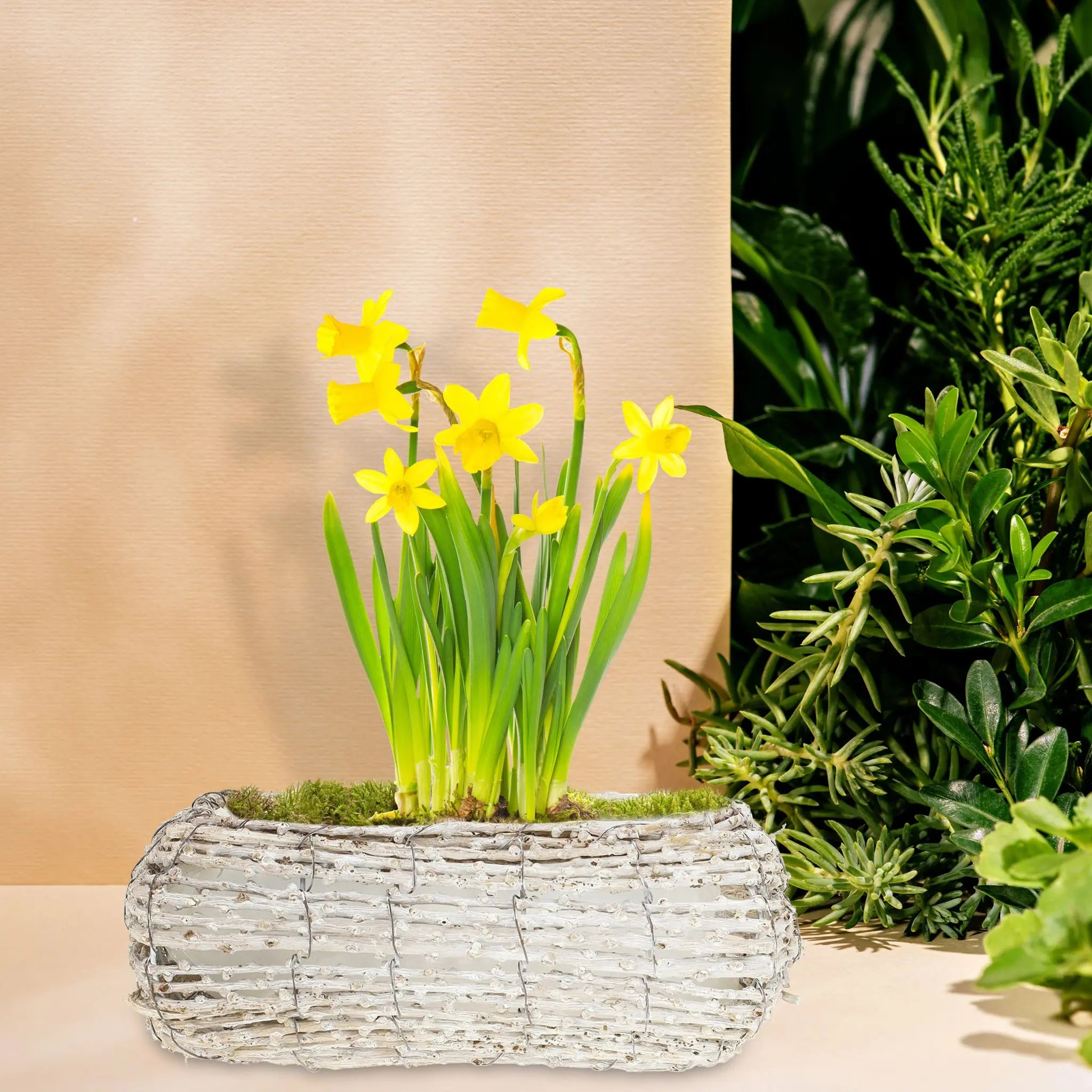Geschwungener Blumentopf 2er-Set Weiss-Hellbraun von Relaxdays