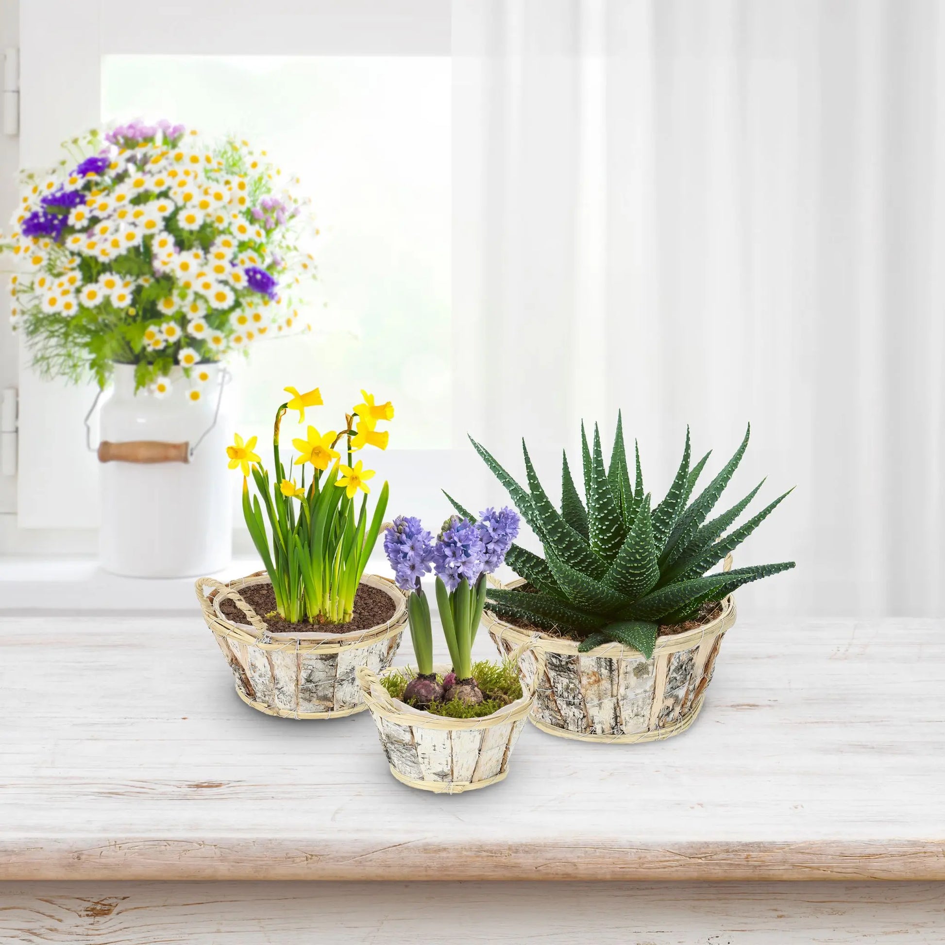 Runder Blumentopf Birke 3er-Set Weiss-Hellbraun-Schwarz von Relaxdays
