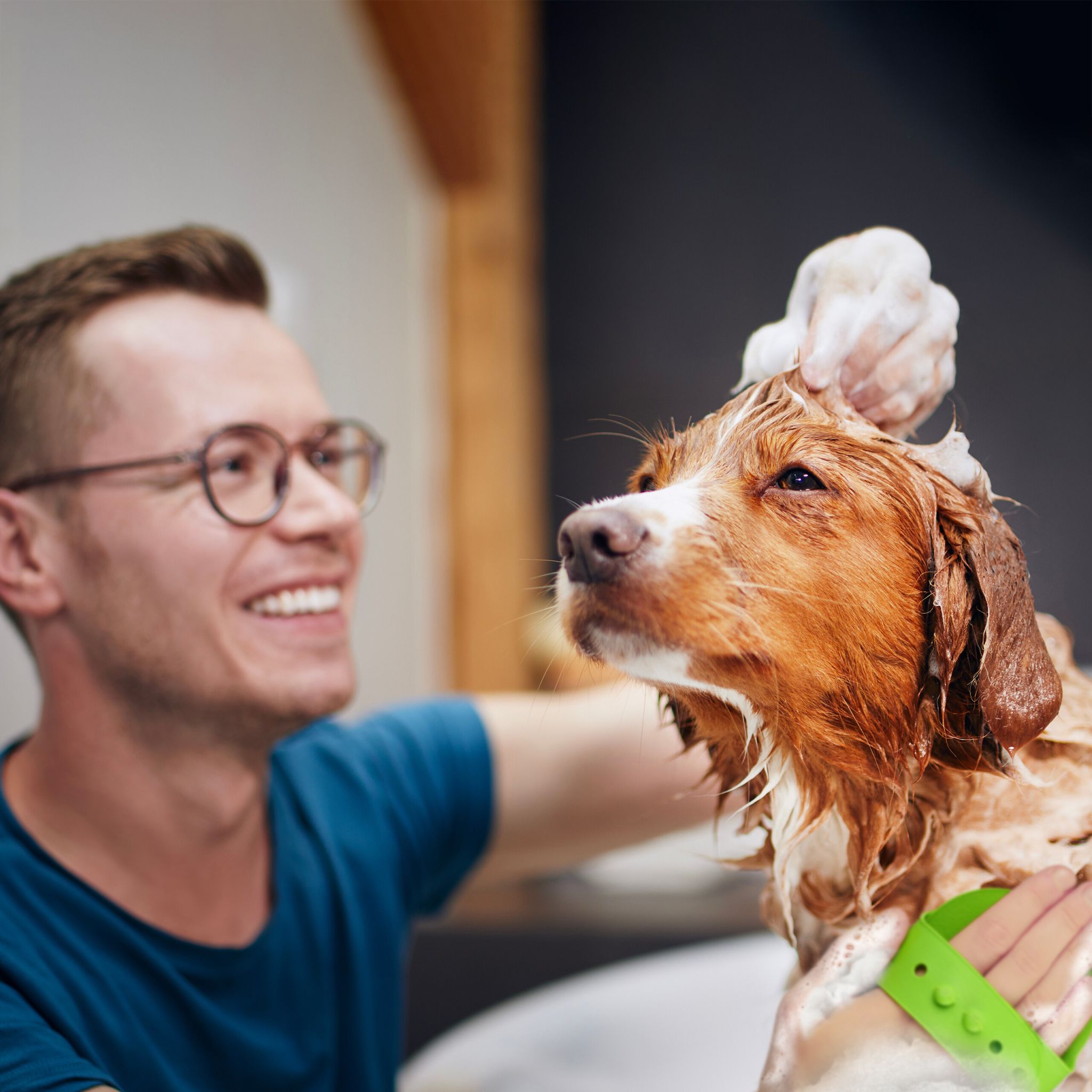 Massagebürste Hund & Katze 3er-Set Blau-Grün-Grau von Relaxdays