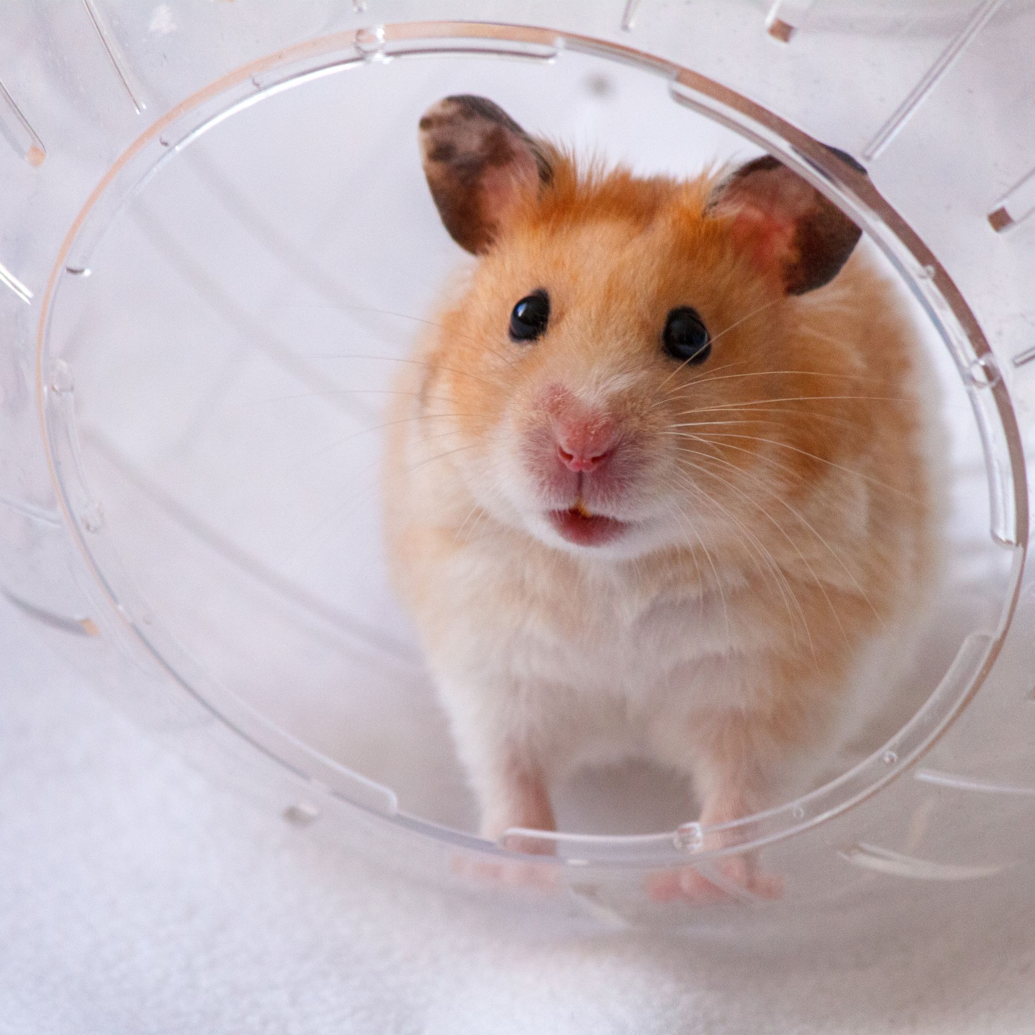 Hamsterball mit hellblauem Deckel Hellblau-Transparent von Relaxdays