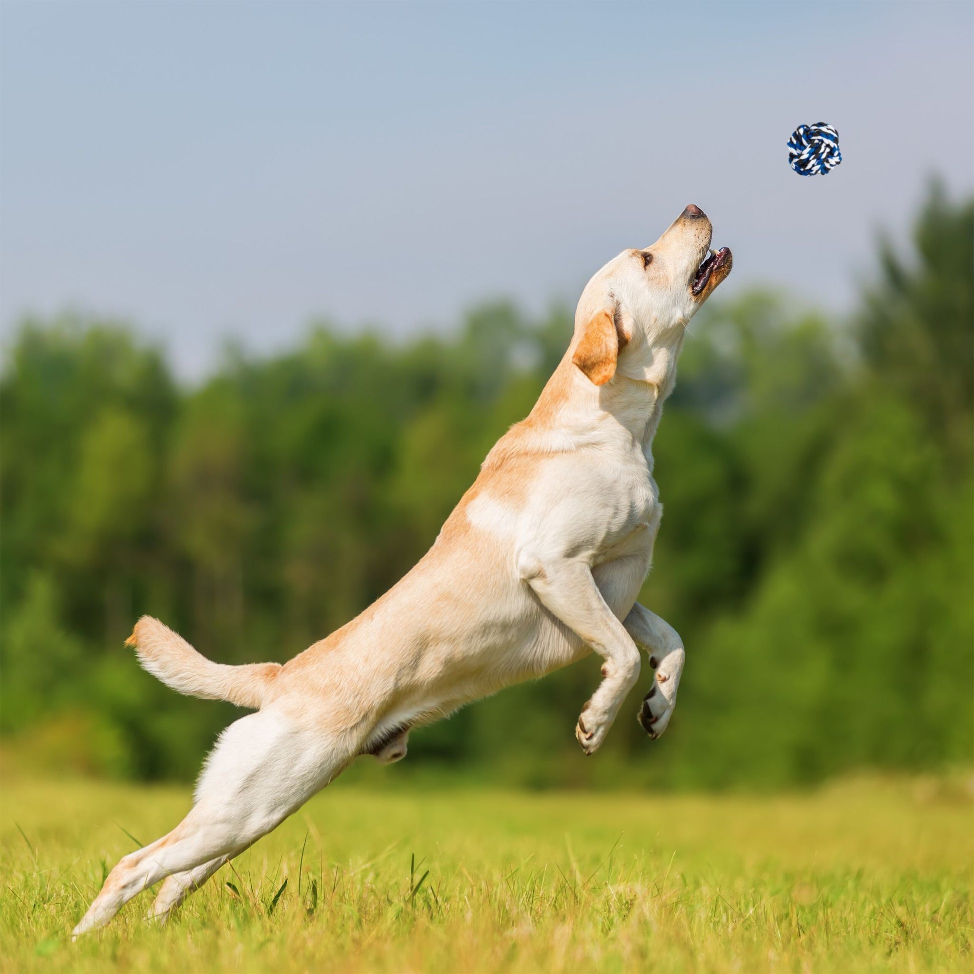 Hundespielzeug Set 4-teilig Weiss-Blau-Schwarz von Relaxdays