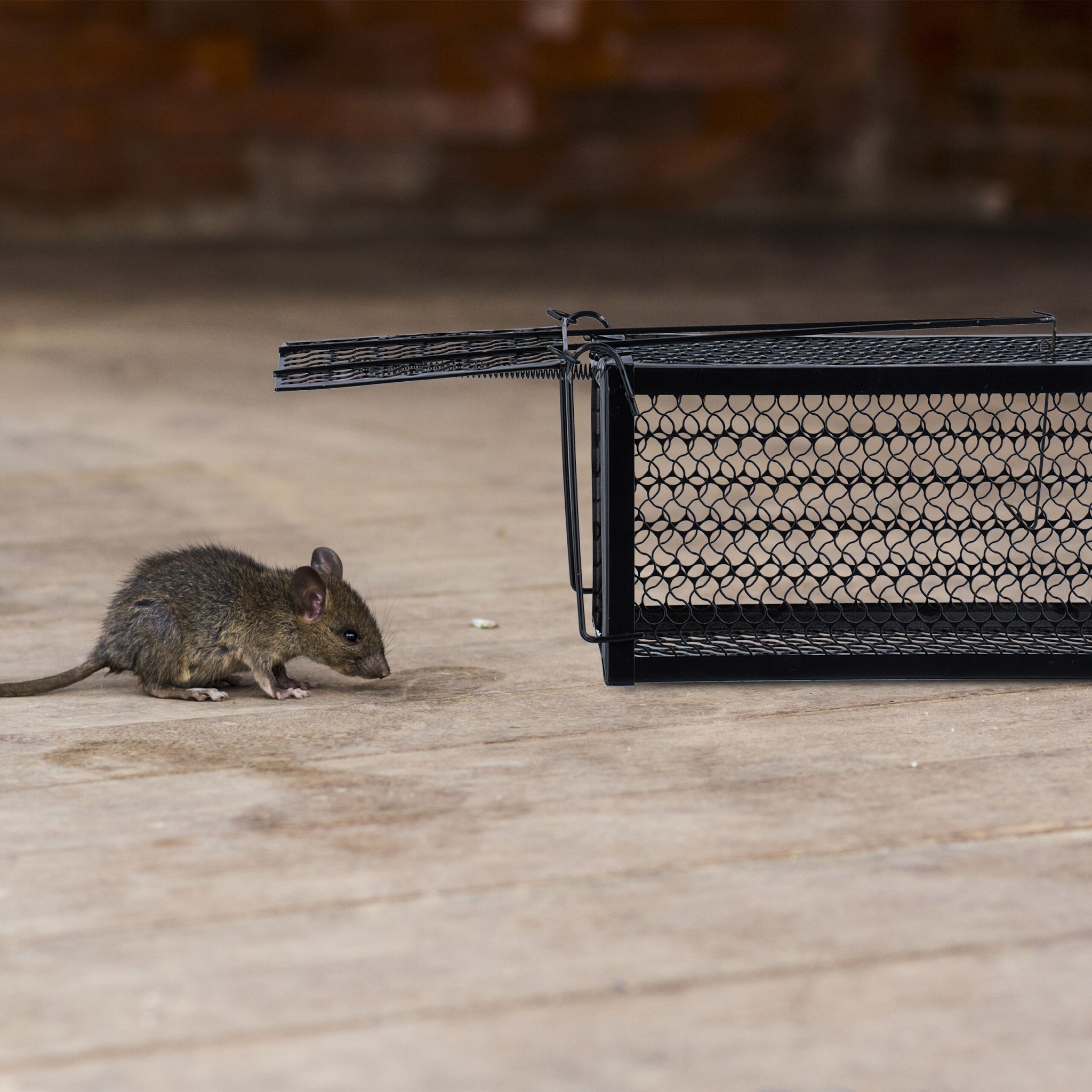 Lebendfalle Mäuse und Ratten 2er-Set Schwarz von Relaxdays