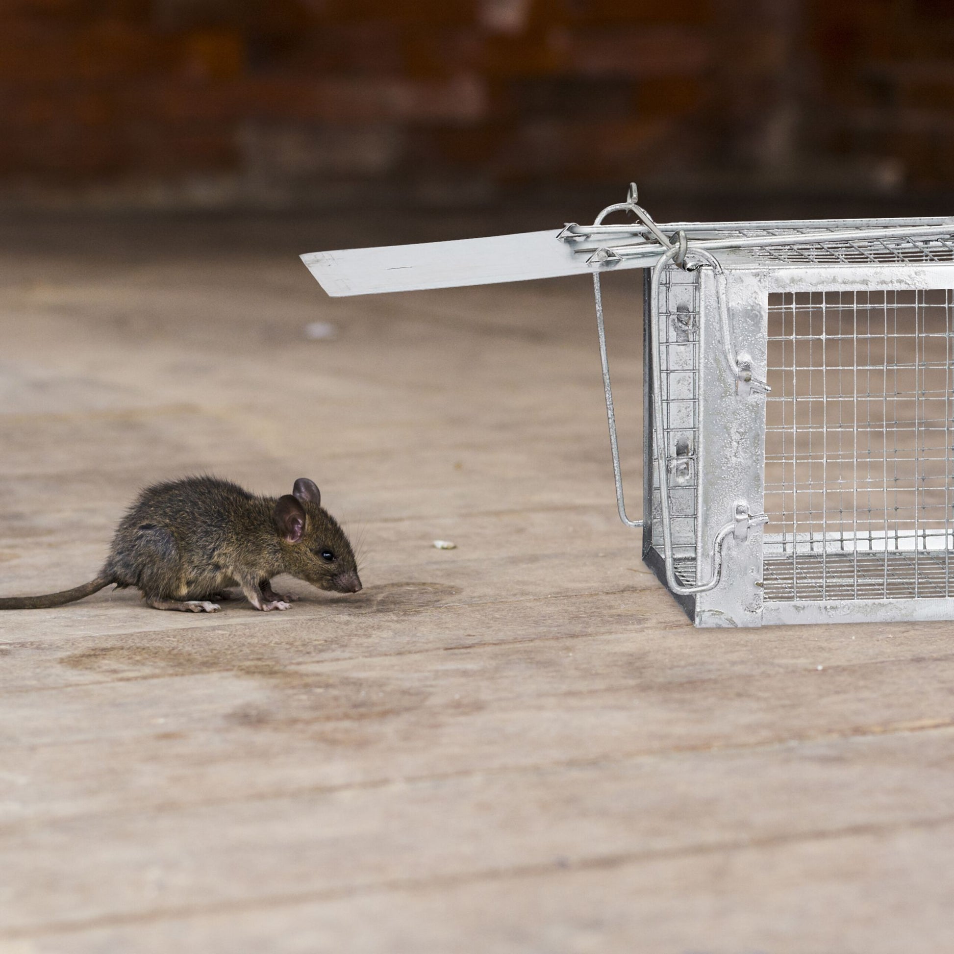 Lebendfalle für Mäuse und Ratten Silber von Relaxdays
