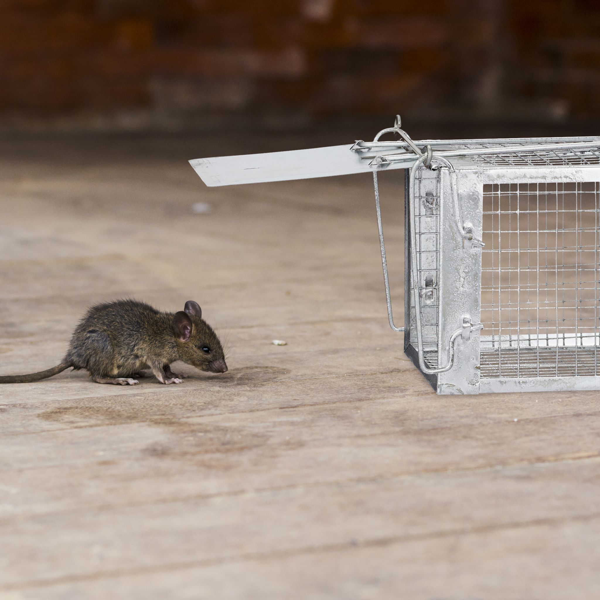 Lebendfalle für Mäuse und Ratten Silber von Relaxdays