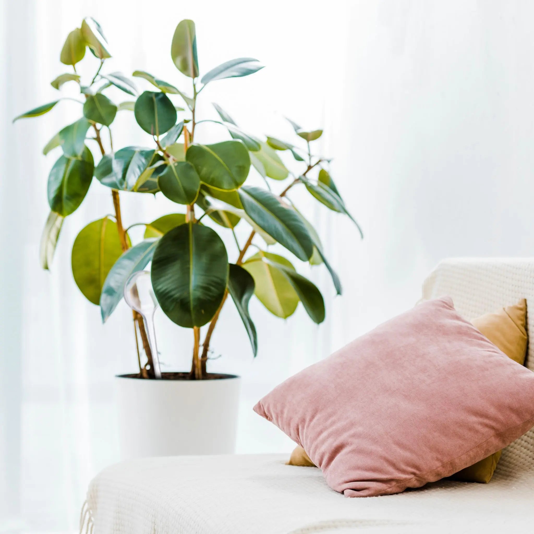Bewässerungskugeln 10er-Set Transparent von Relaxdays