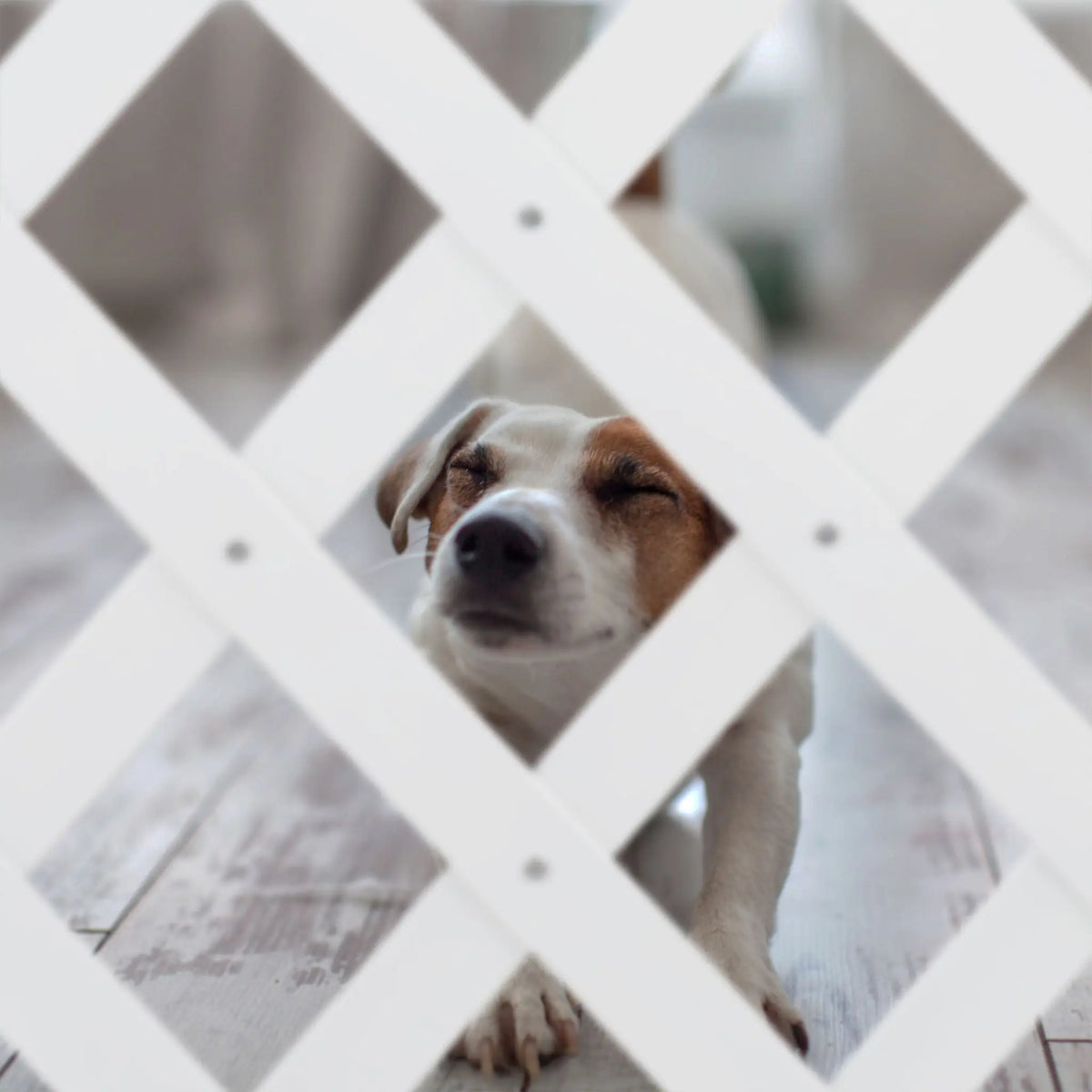 Ausziehbares Hundeabsperrgitter in Weiss Weiss von Relaxdays