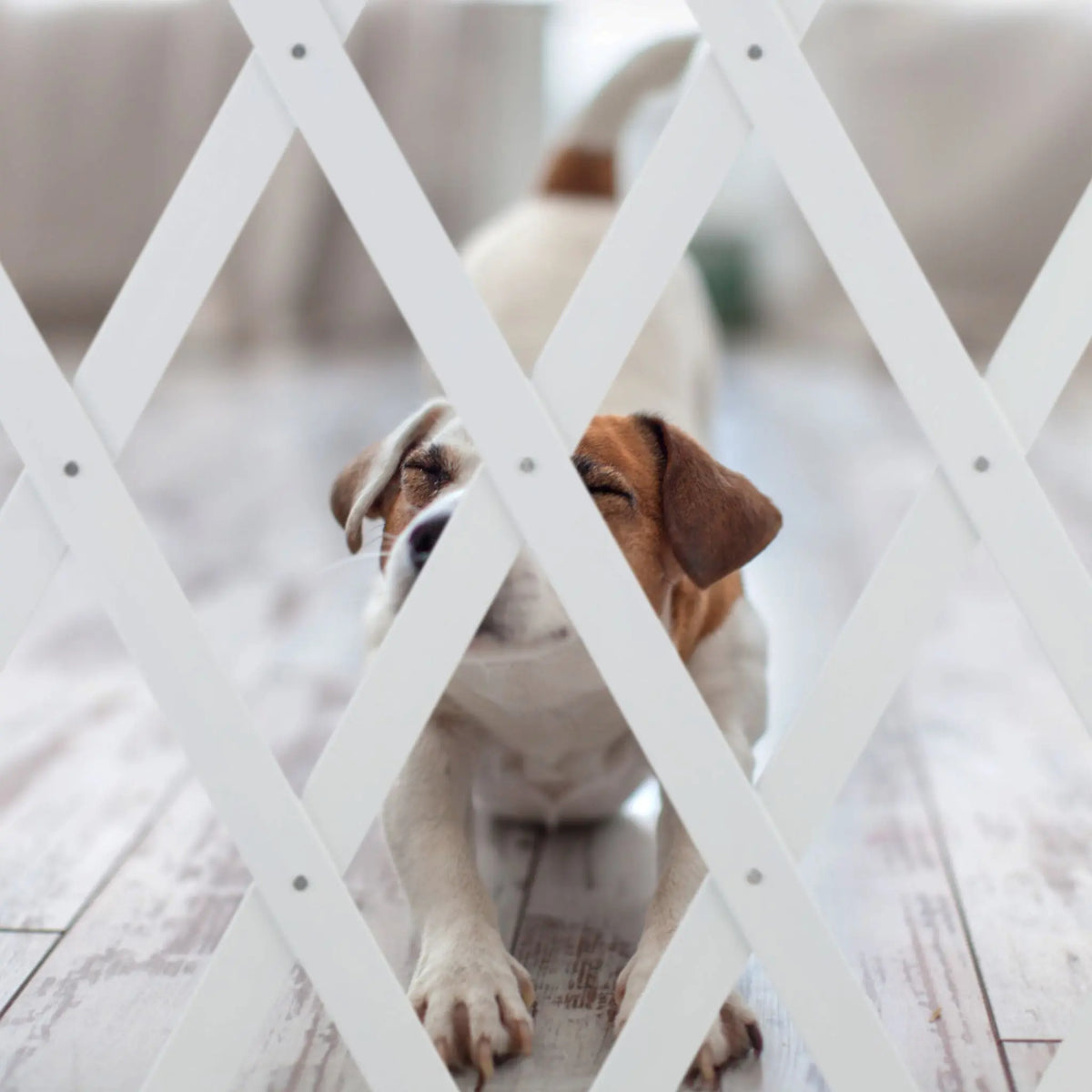 Ausziehbares Hundeabsperrgitter in Weiss Weiss von Relaxdays