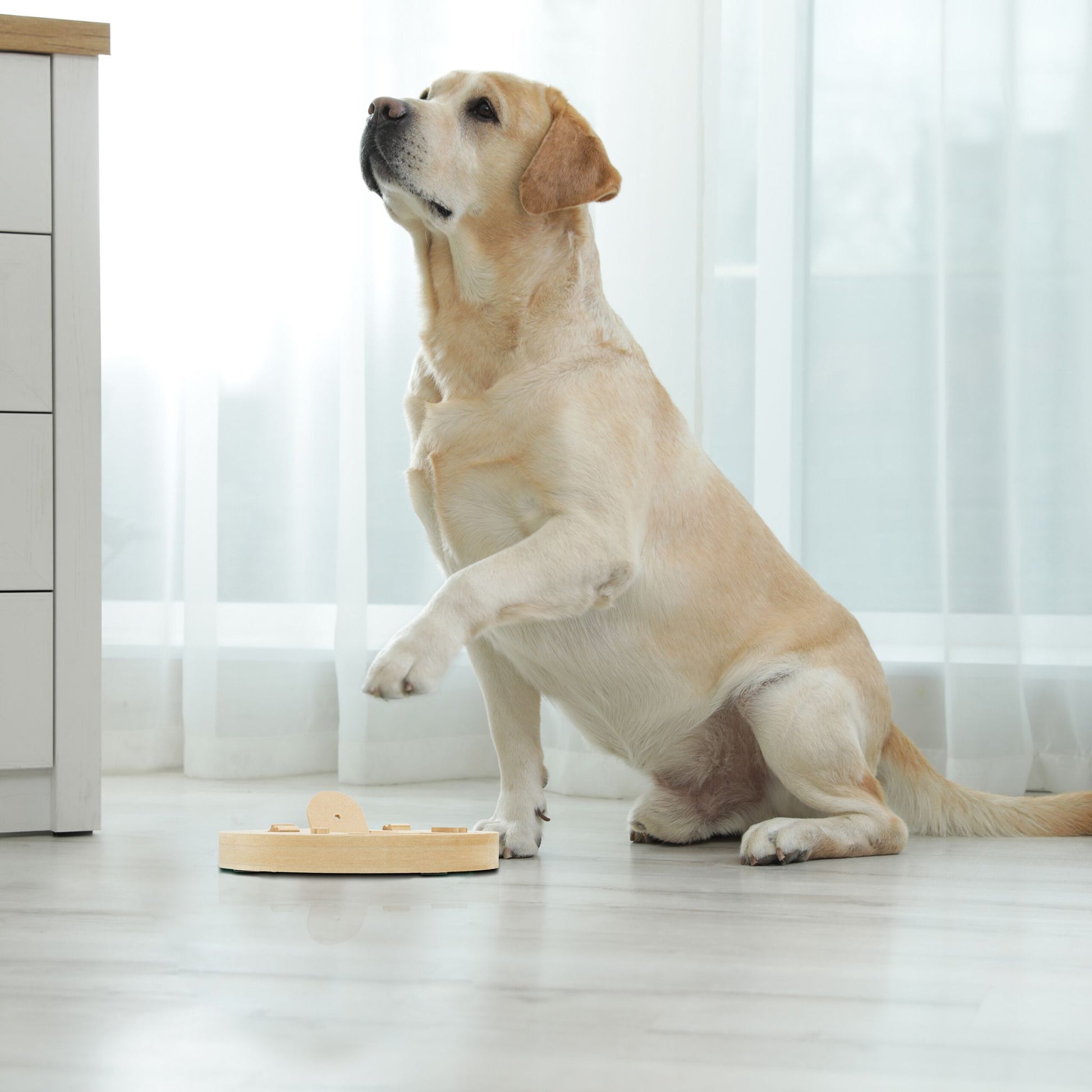 Intelligenzspielzeug für Hunde Hellbraun von Relaxdays