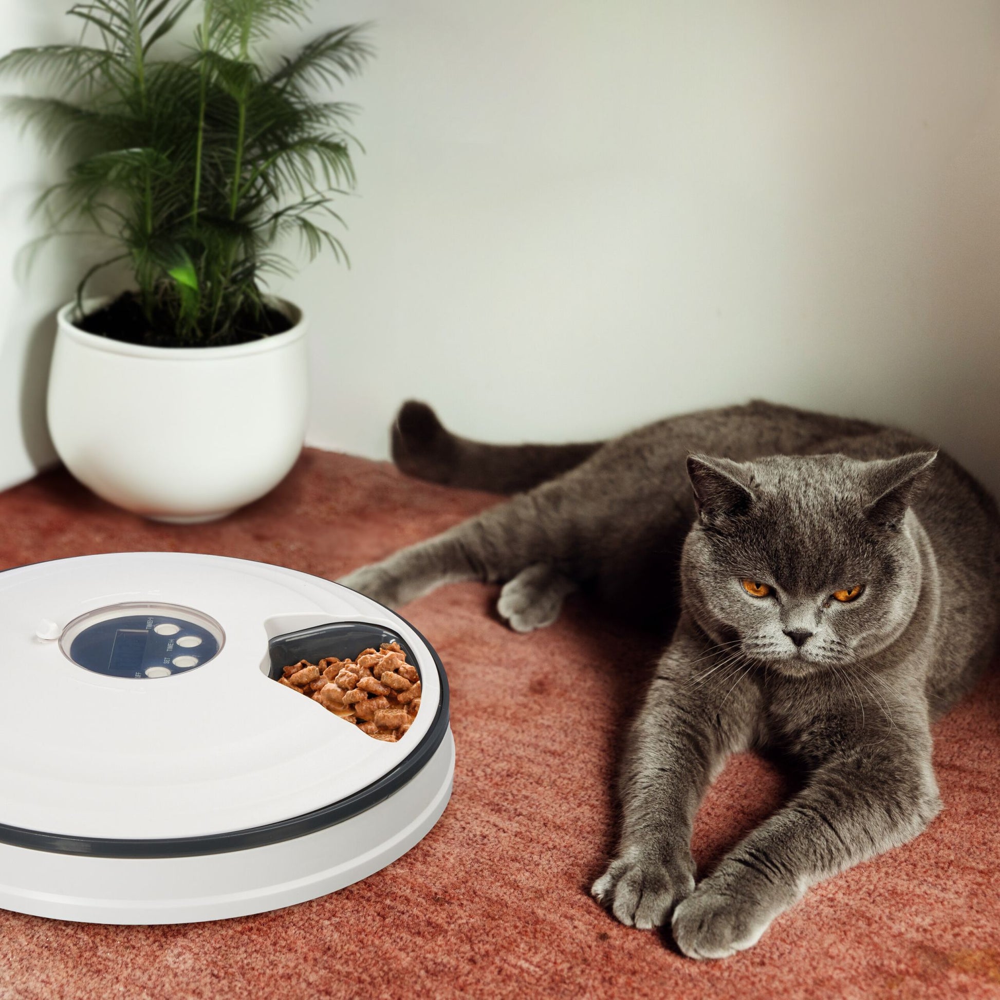 Futterautomat für Katzen Weiss-Grau von Relaxdays