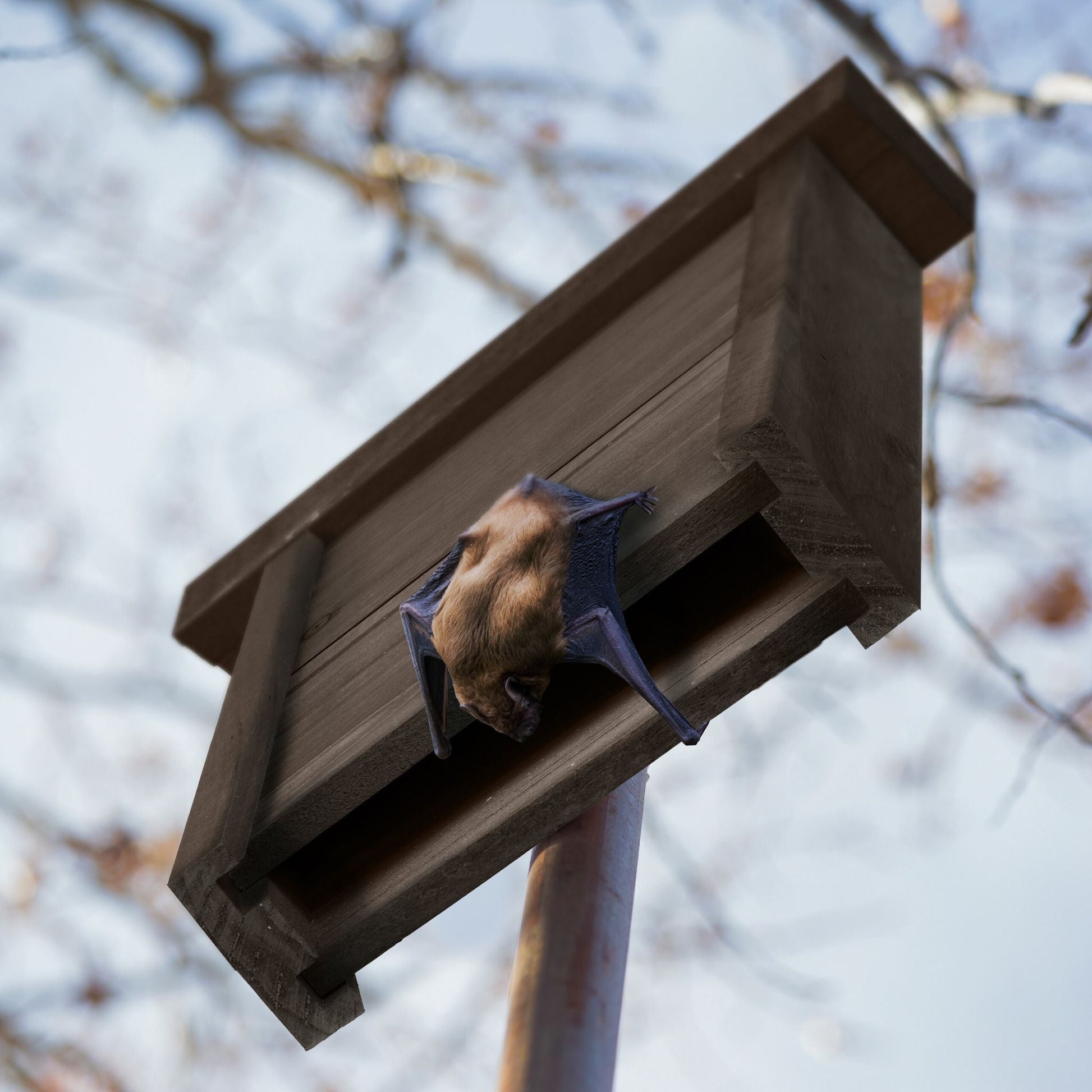 Fledermauskasten Holz Braun von Relaxdays