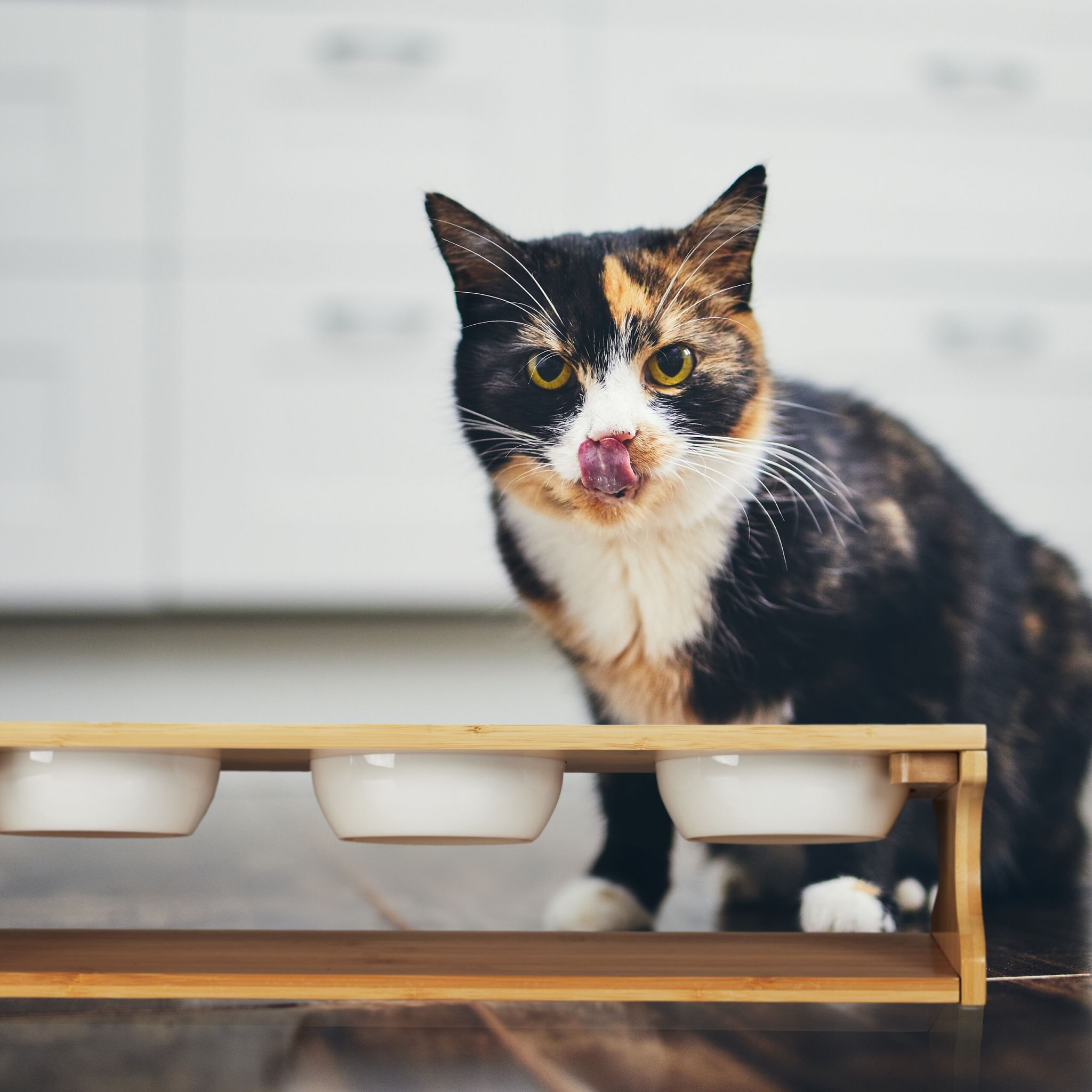 Katzen Futterstation mit 3 Näpfen Weiss-Hellbraun
