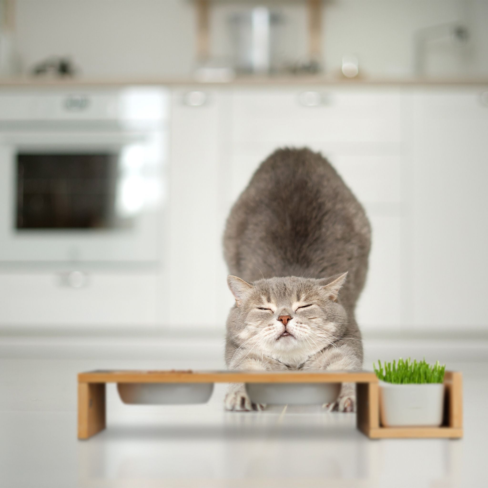 Katzen Futterstation & Katzengras Schale Weiss-Hellbraun