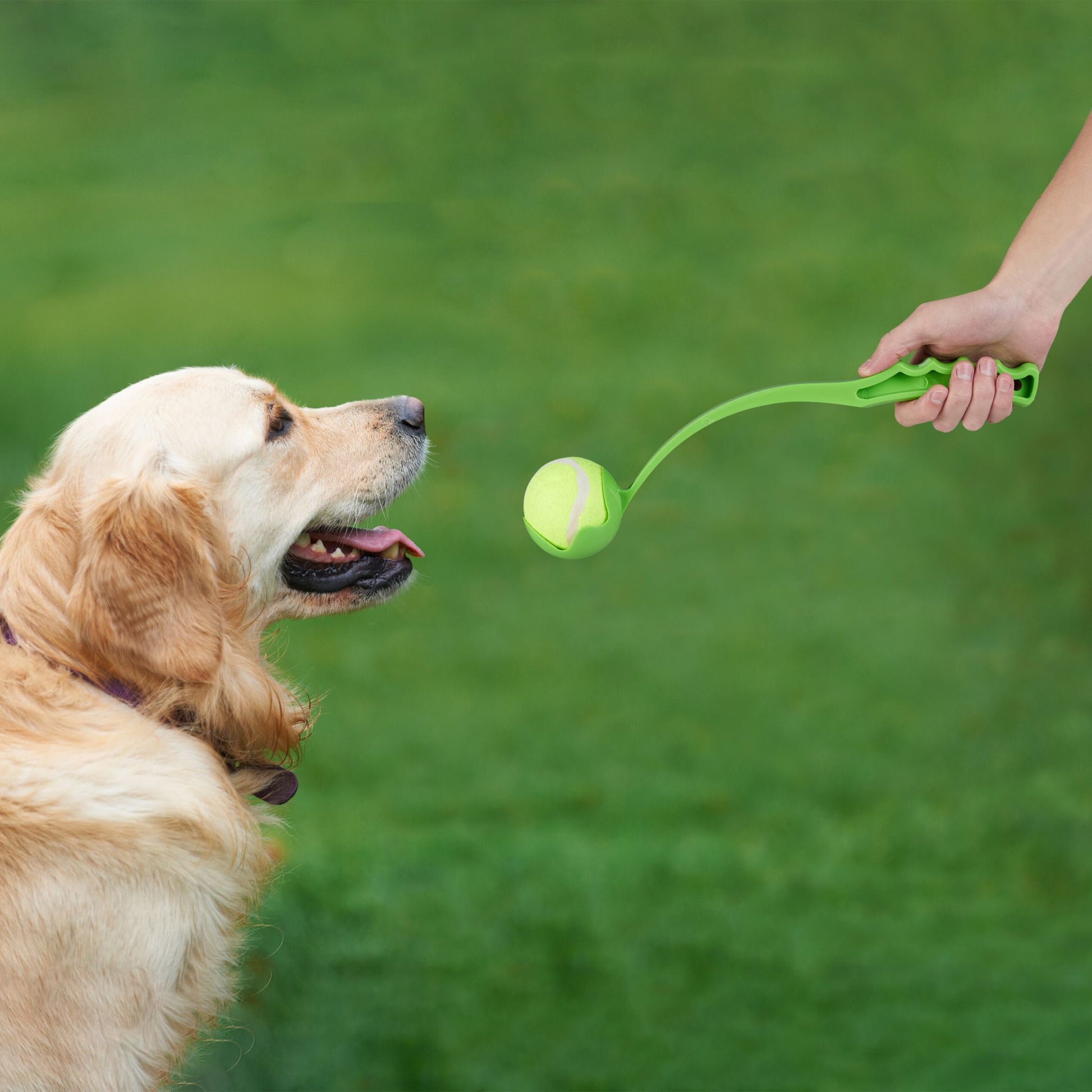 Ballschleuder für Hunde 4er-Set Blau-Gelb-Grün von Relaxdays