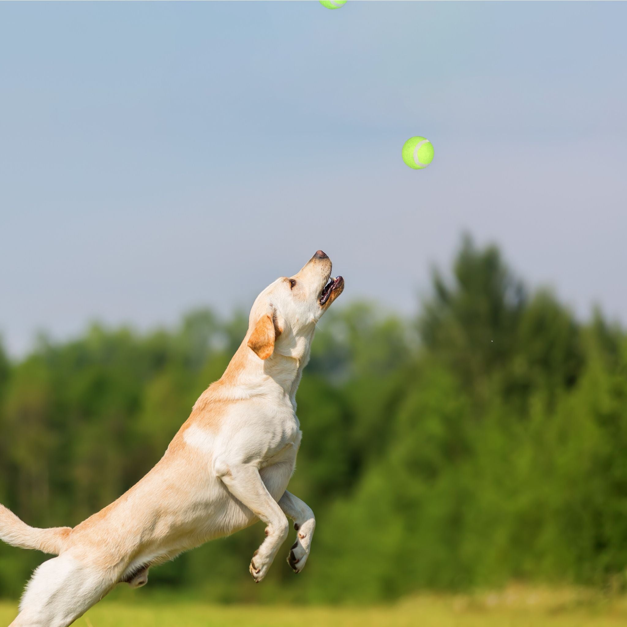 Ballschleuder für Hunde 4er-Set Blau-Gelb-Grün von Relaxdays