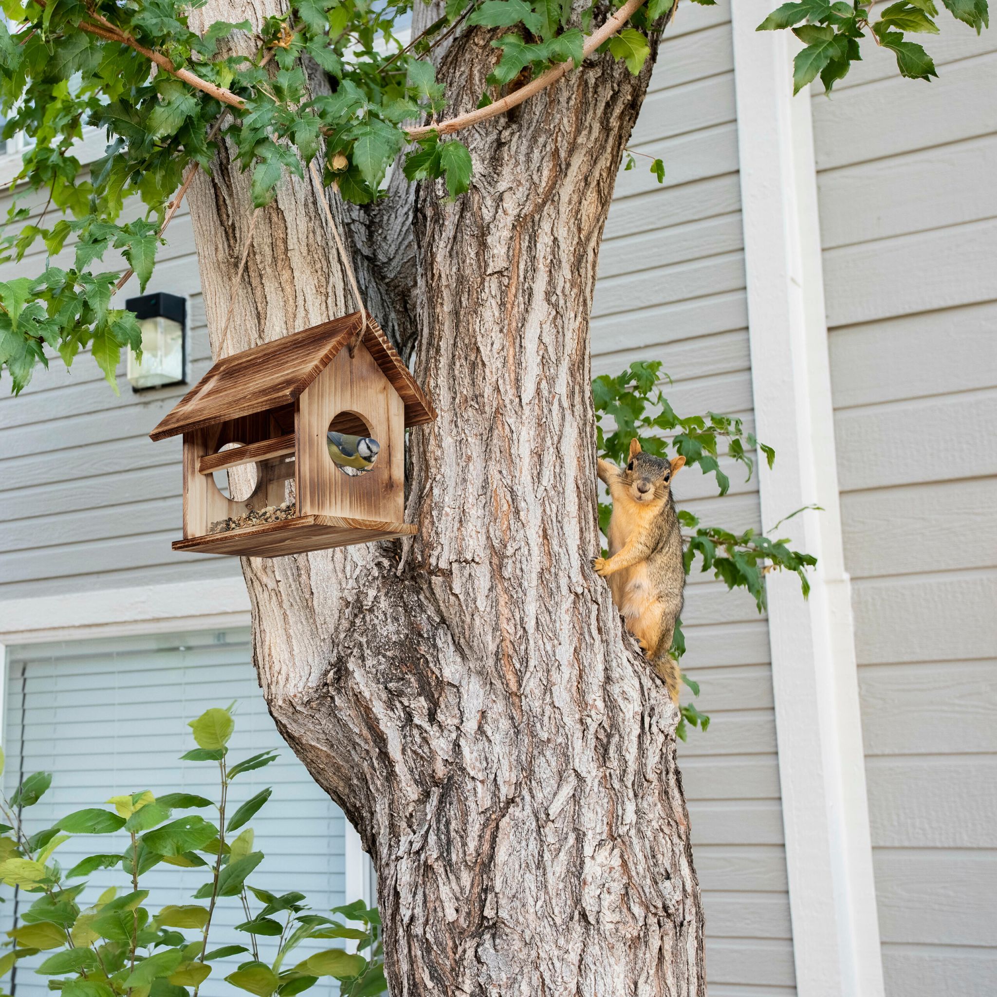 Vogelfutterhaus Holz Braun-Transparent