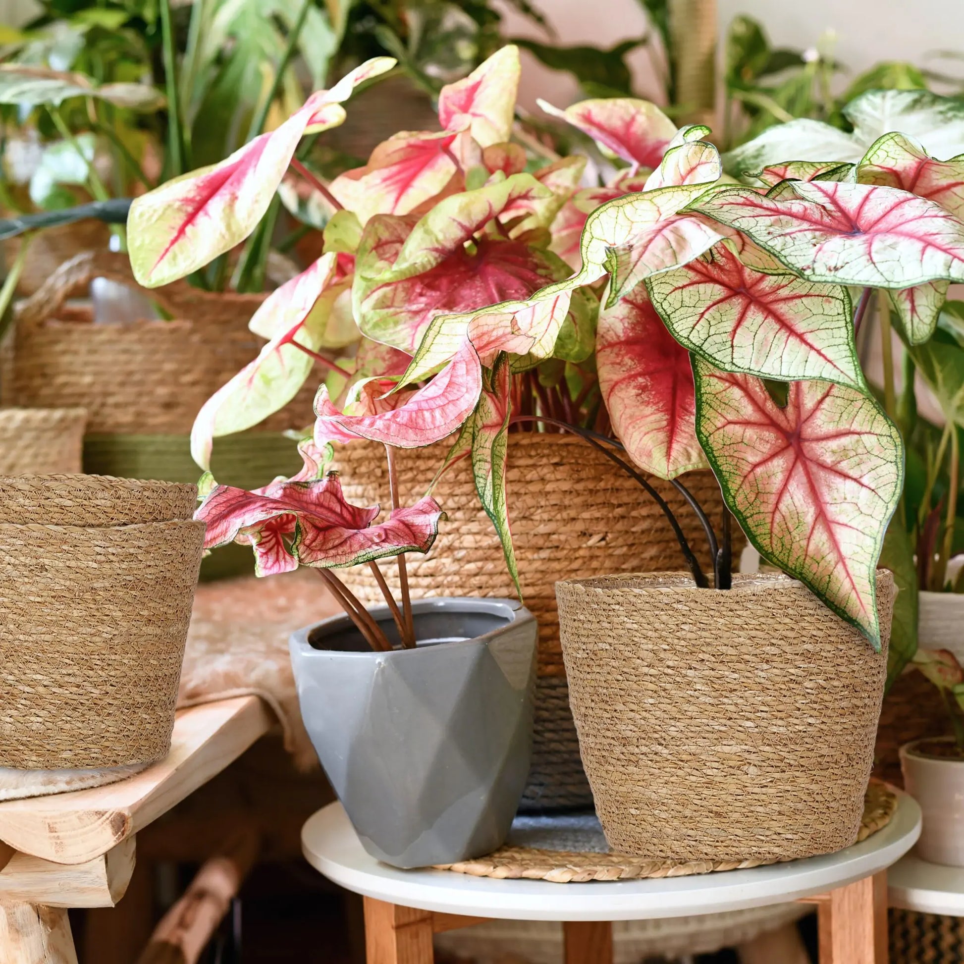 Seegras Blumentopf 3er-Set Hellbraun von Relaxdays