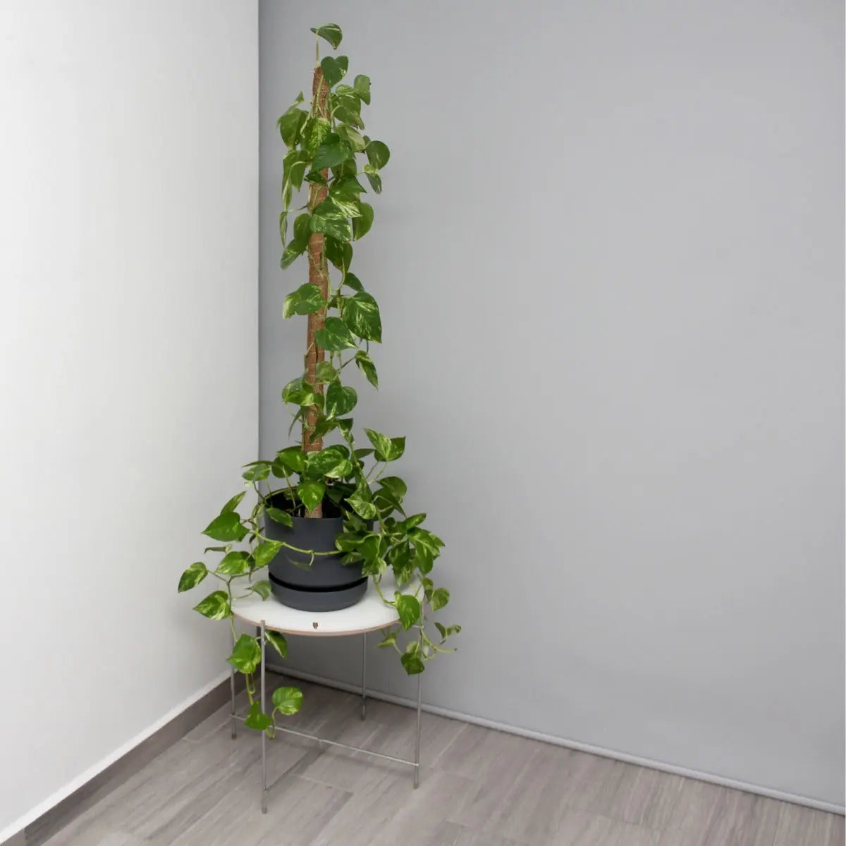 Rankhilfe 5er Set Kokosstäbe 90 cm von guteszeug.ch
