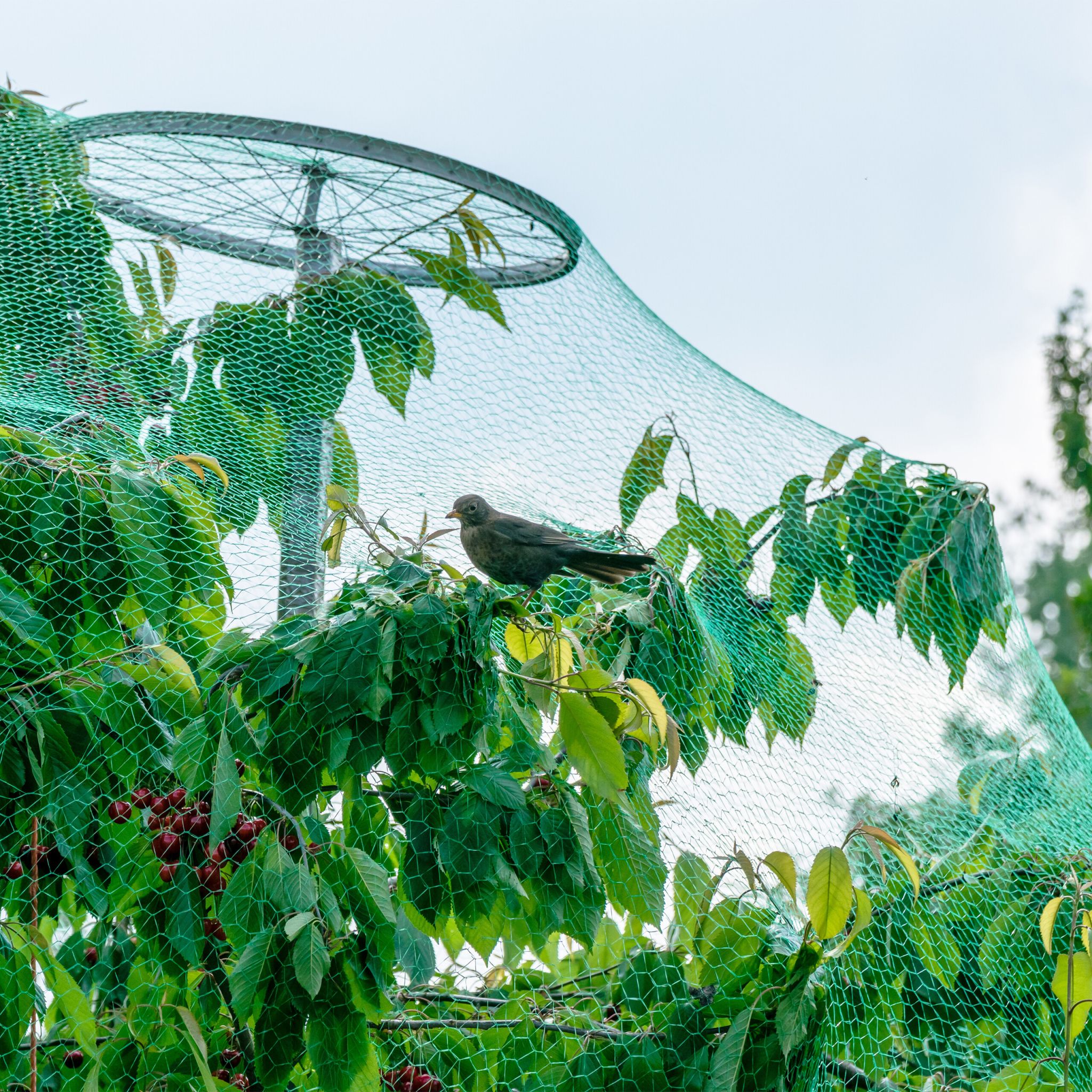 Engmaschiges Vogelnetz 3er-Set Grün von Relaxdays