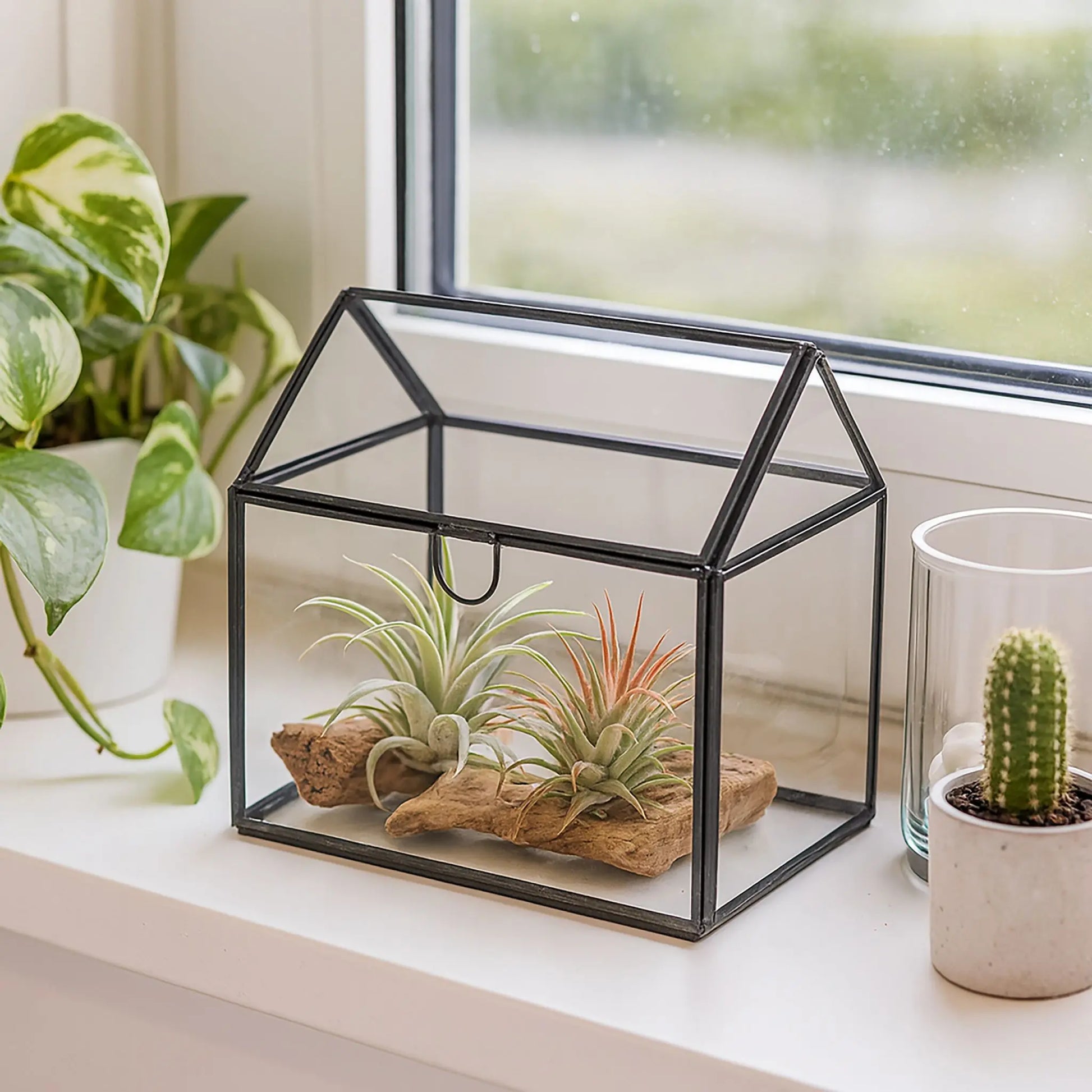 Pflanzenterrarium Glas Hausform Schwarz-Transparent von Relaxdays