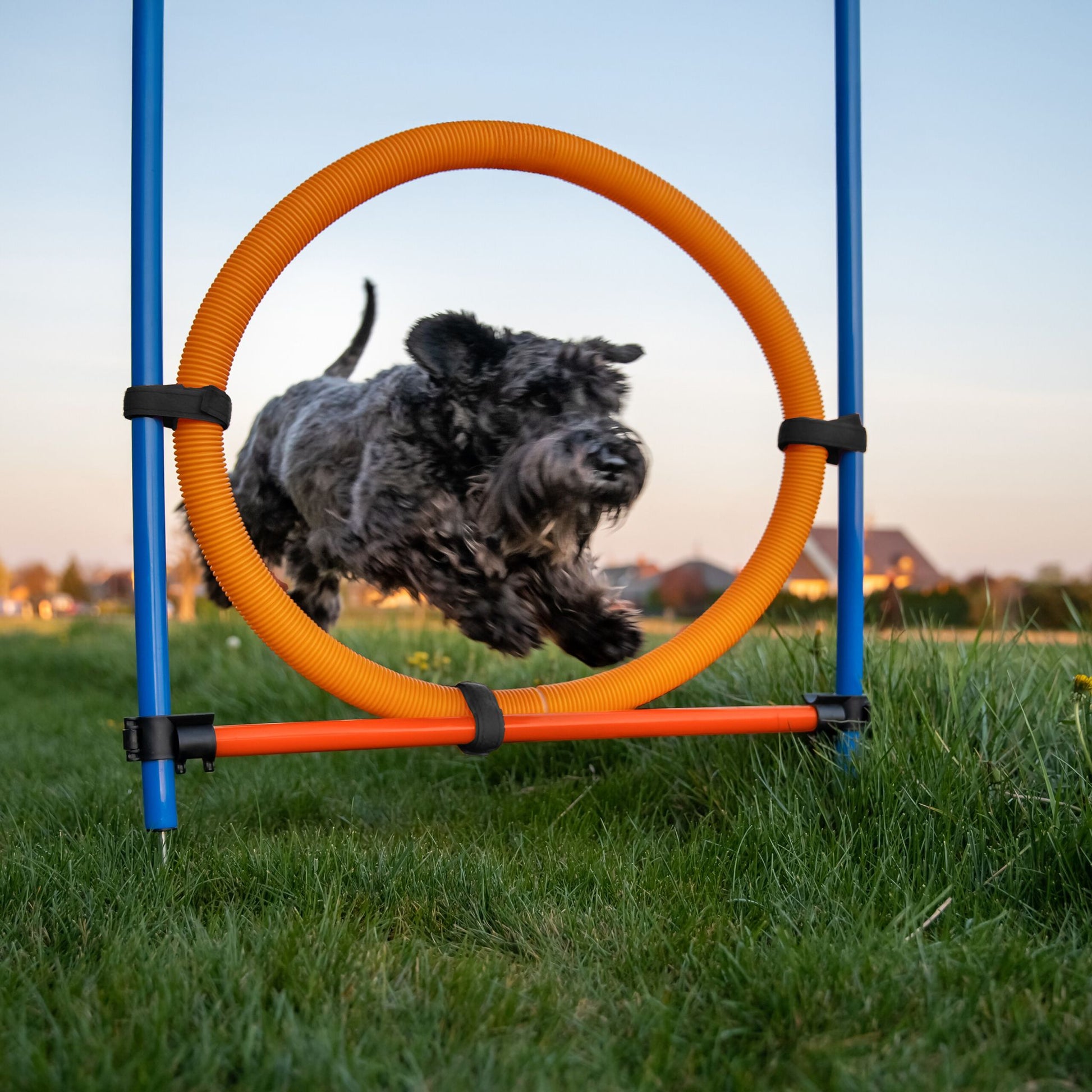 Agility Set für Hunde Blau-Orange von Relaxdays