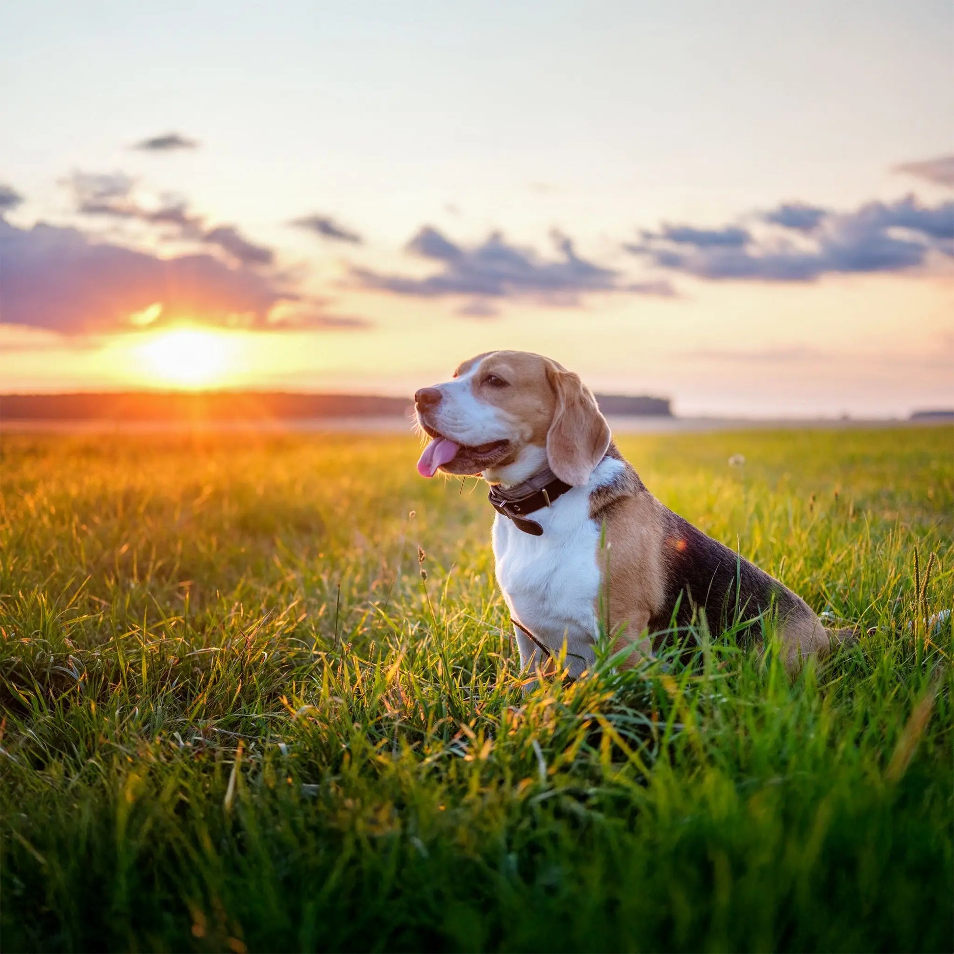 Grabschmuck für Hunde Engel Grau von Relaxdays