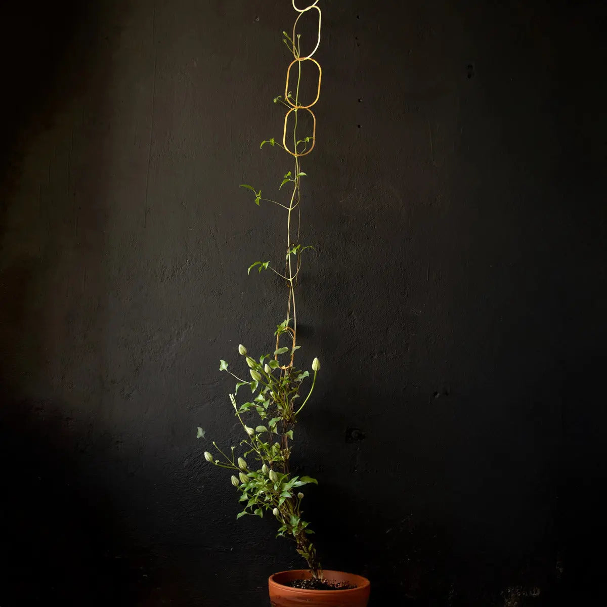 Rankhilfe Kette Gold von Botanopia