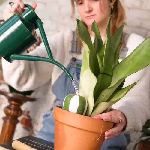 Bewässerungskegel Mini Ollas Streifen (3er Set) von Pepin