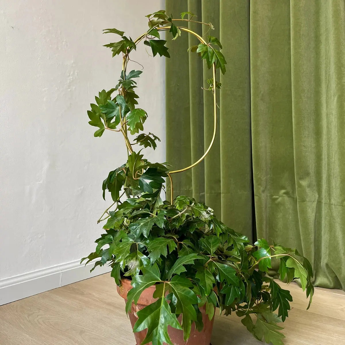 Rankhilfe Arch Gold von Botanopia