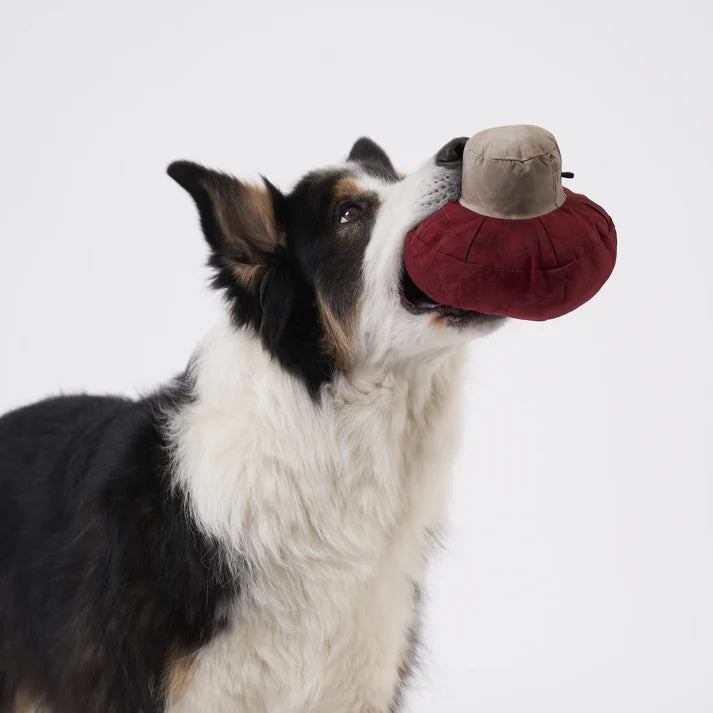 Schnüffelspielzeug Pilz von Redoggo