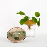 Keimschale Hydrokulturschale Weiss gesprenkelt von Pepin