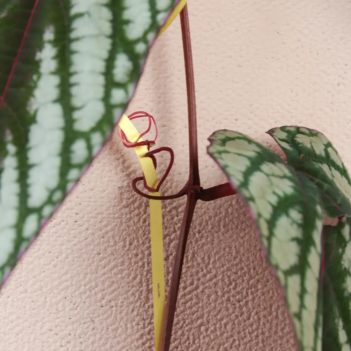 Rankhilfe Kette Gold von Botanopia