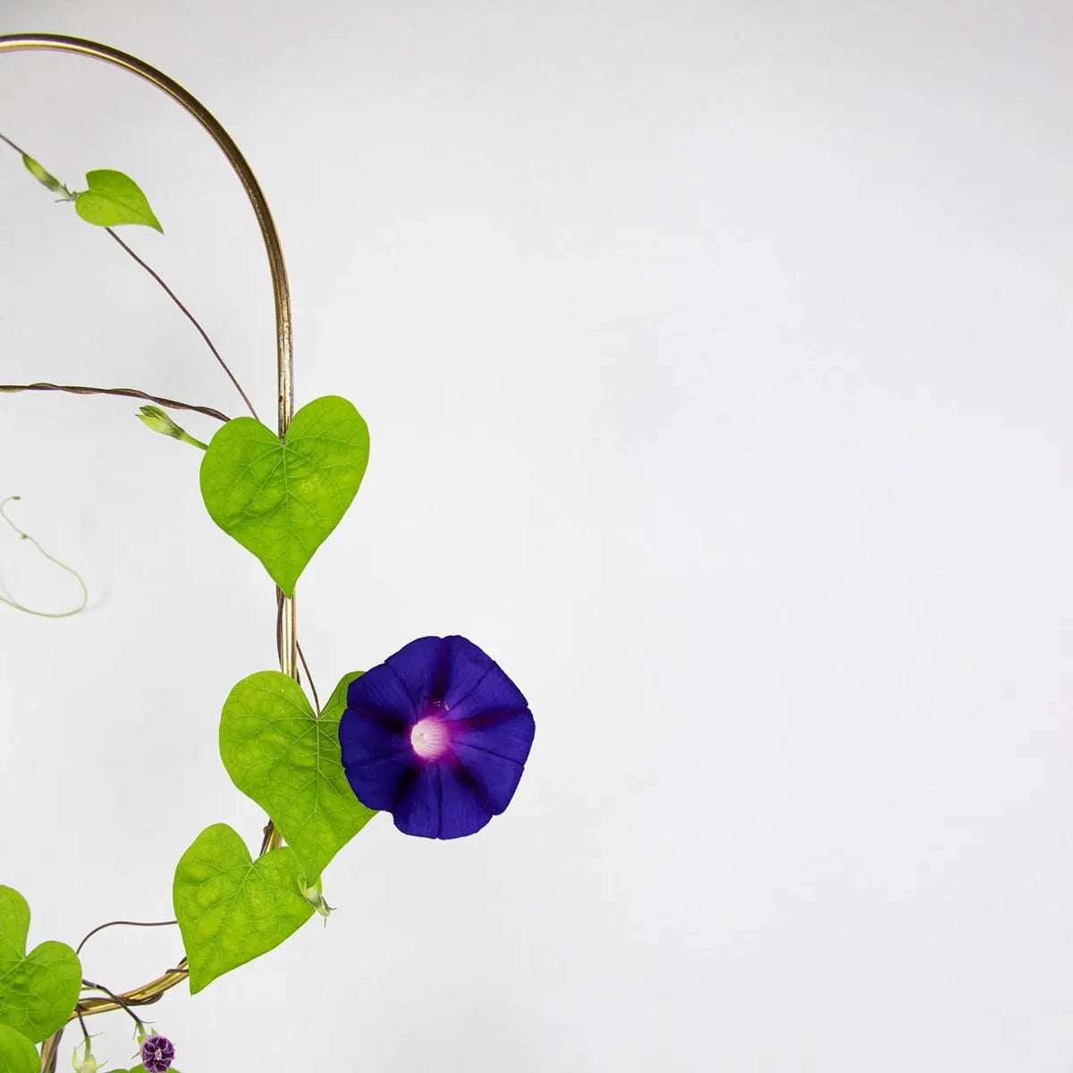 Rankhilfe Arch Gold von Botanopia