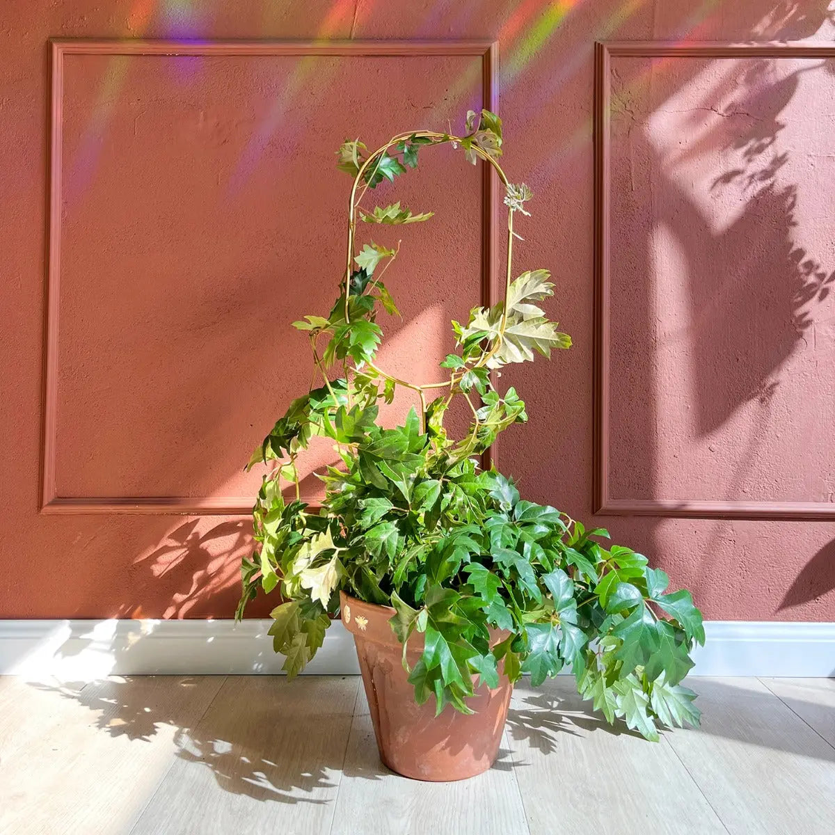 Rankhilfe Arch Gold von Botanopia