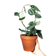 Mini Rankhilfen Hoop Gold von Botanopia
