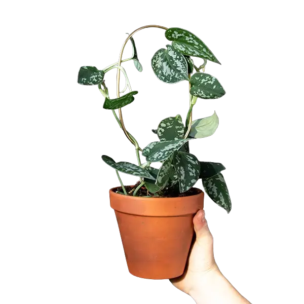 Mini Rankhilfen Hoop Gold von Botanopia
